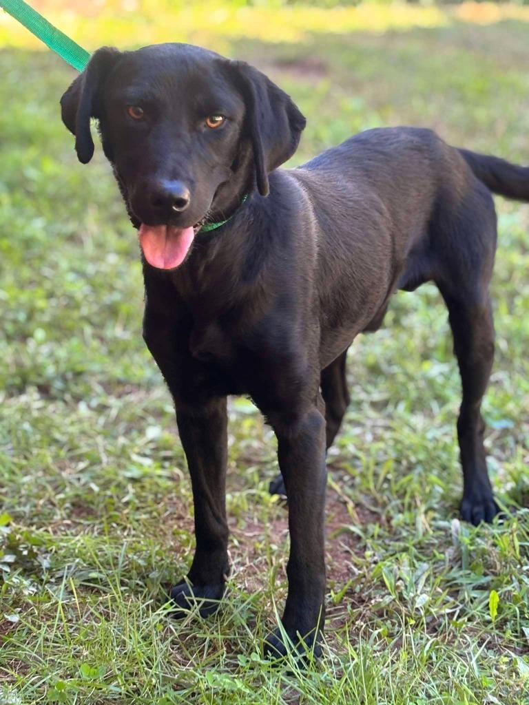 Enlarge HOWLOWEEN, a Adoptable mixed breed in Warrenton, NC image 2/4