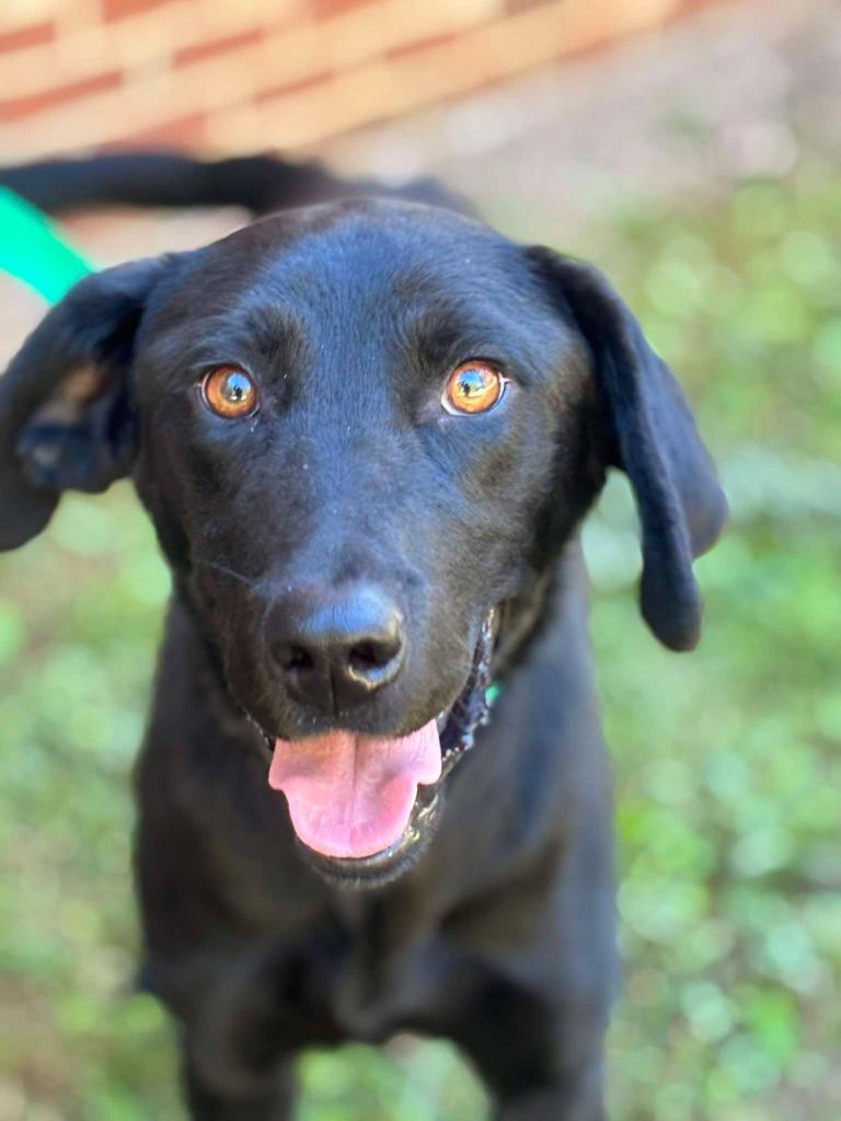 Enlarge HOWLOWEEN, a Adoptable mixed breed in Warrenton, NC image 3/4