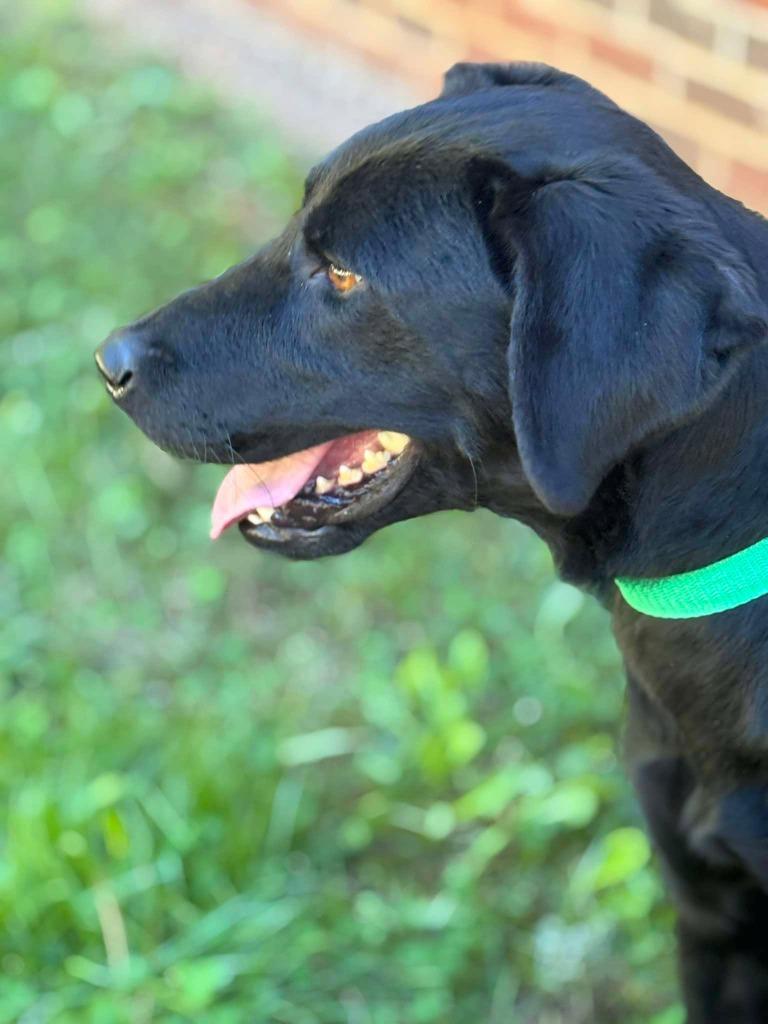 Enlarge HOWLOWEEN, a Adoptable mixed breed in Warrenton, NC image 4/4