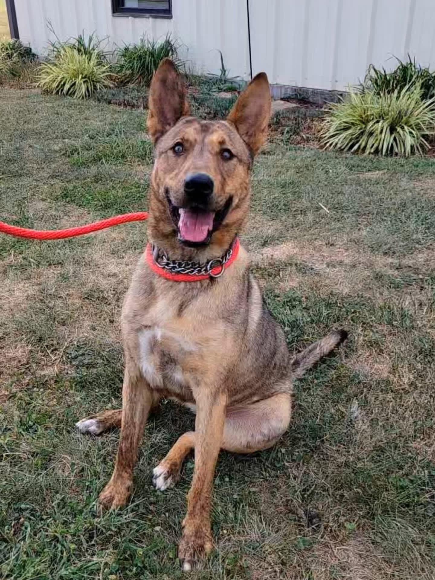 Dingo, a Adoptable German Shepherd Dog in Ashland, KY image 2/5