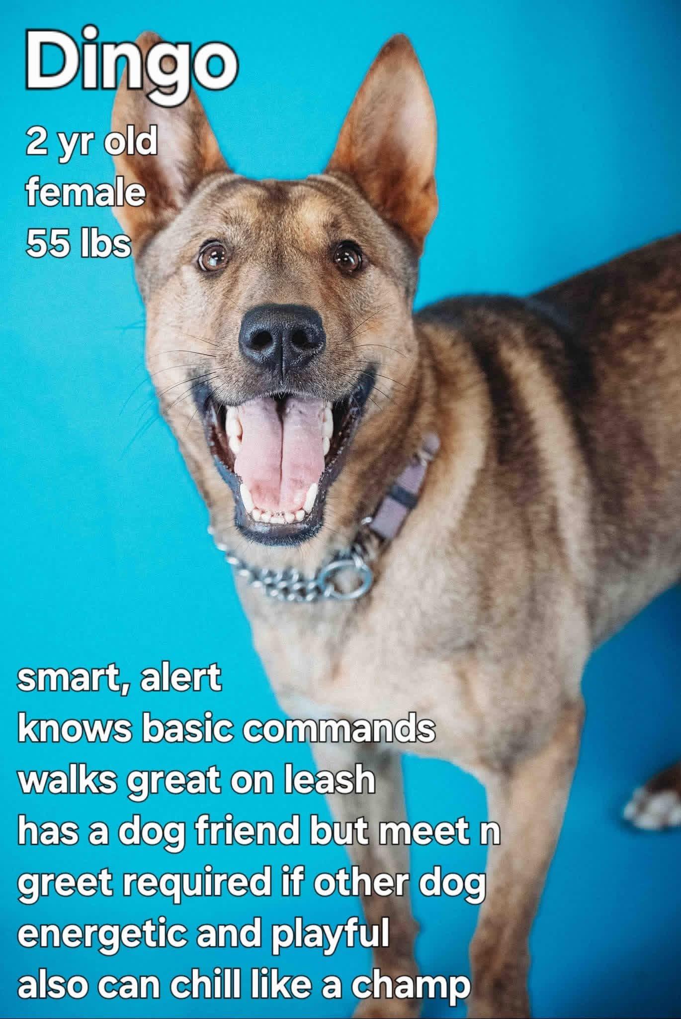 Dingo, a Adoptable German Shepherd Dog in Ashland, KY image 1/5