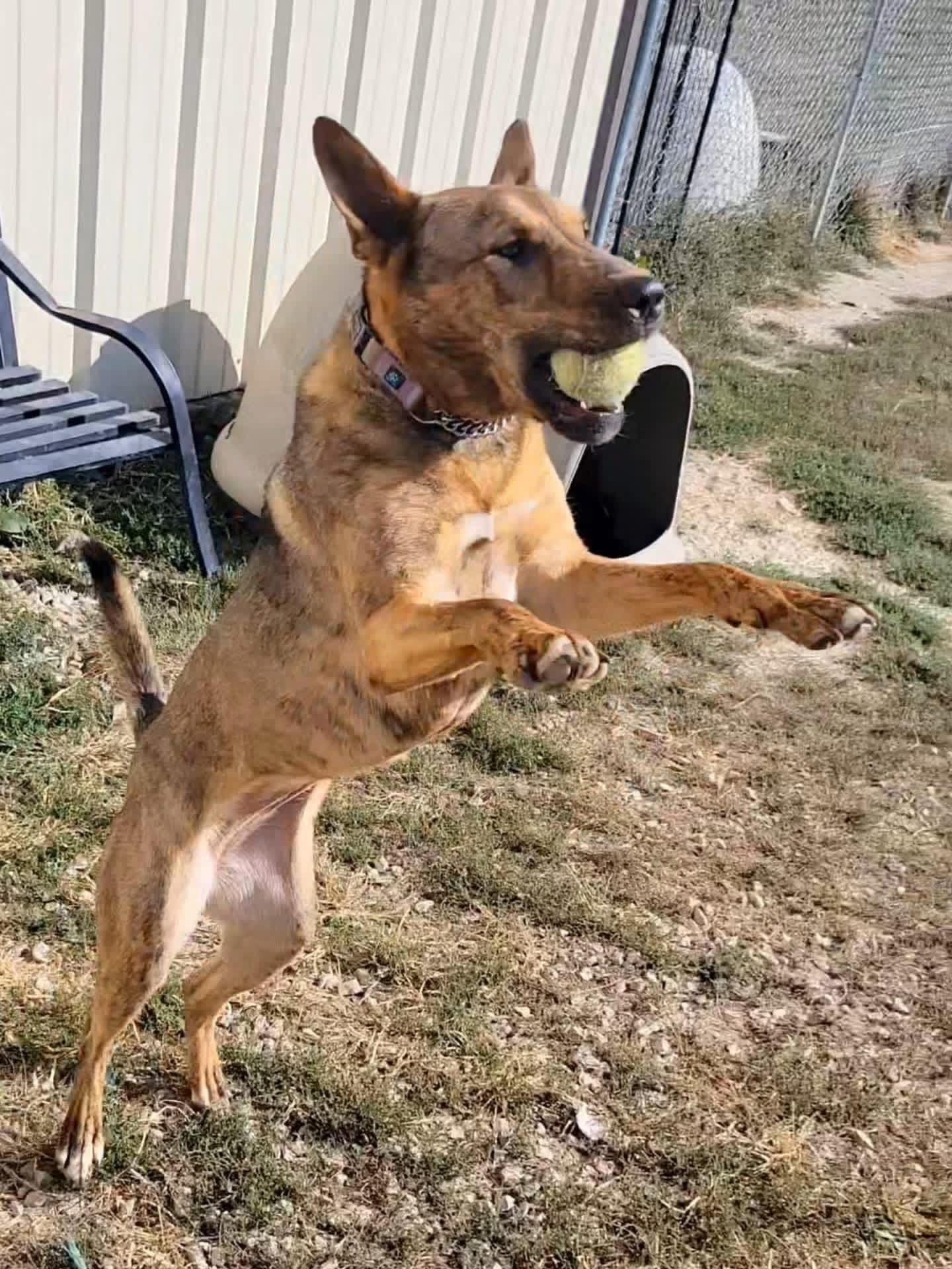 Dingo, a Adoptable German Shepherd Dog in Ashland, KY image 4/5