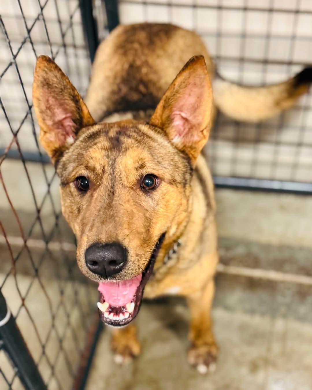 Dingo, Adoptable, Adult Female Mixed Breed.