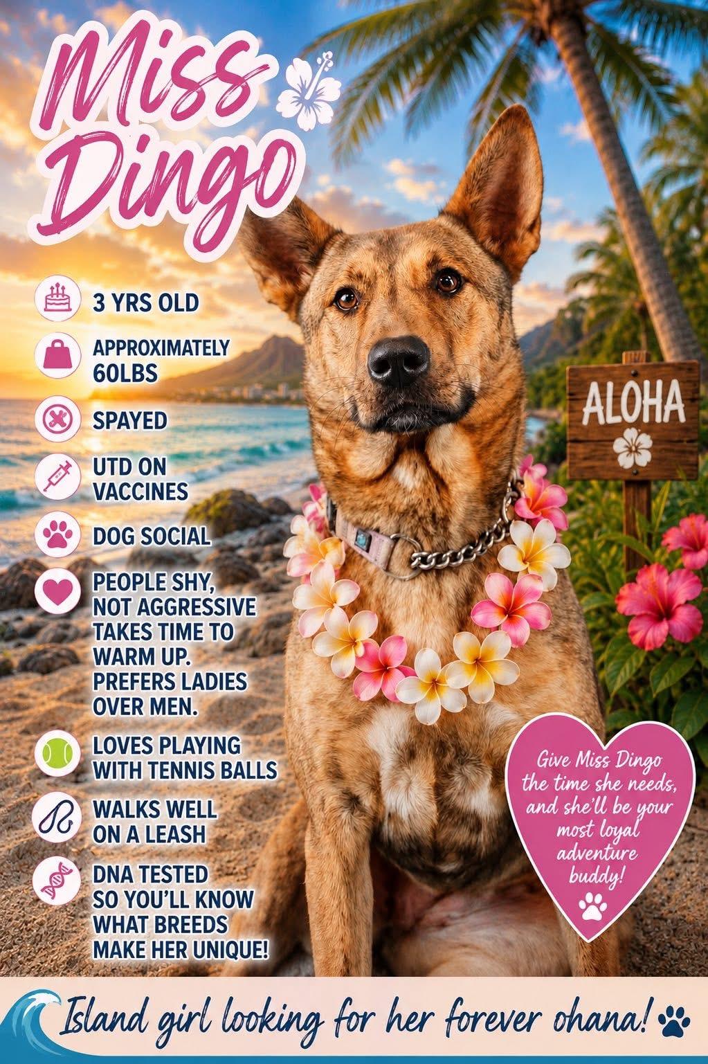 Dingo, Adoptable, Young Female German Shepherd Dog.