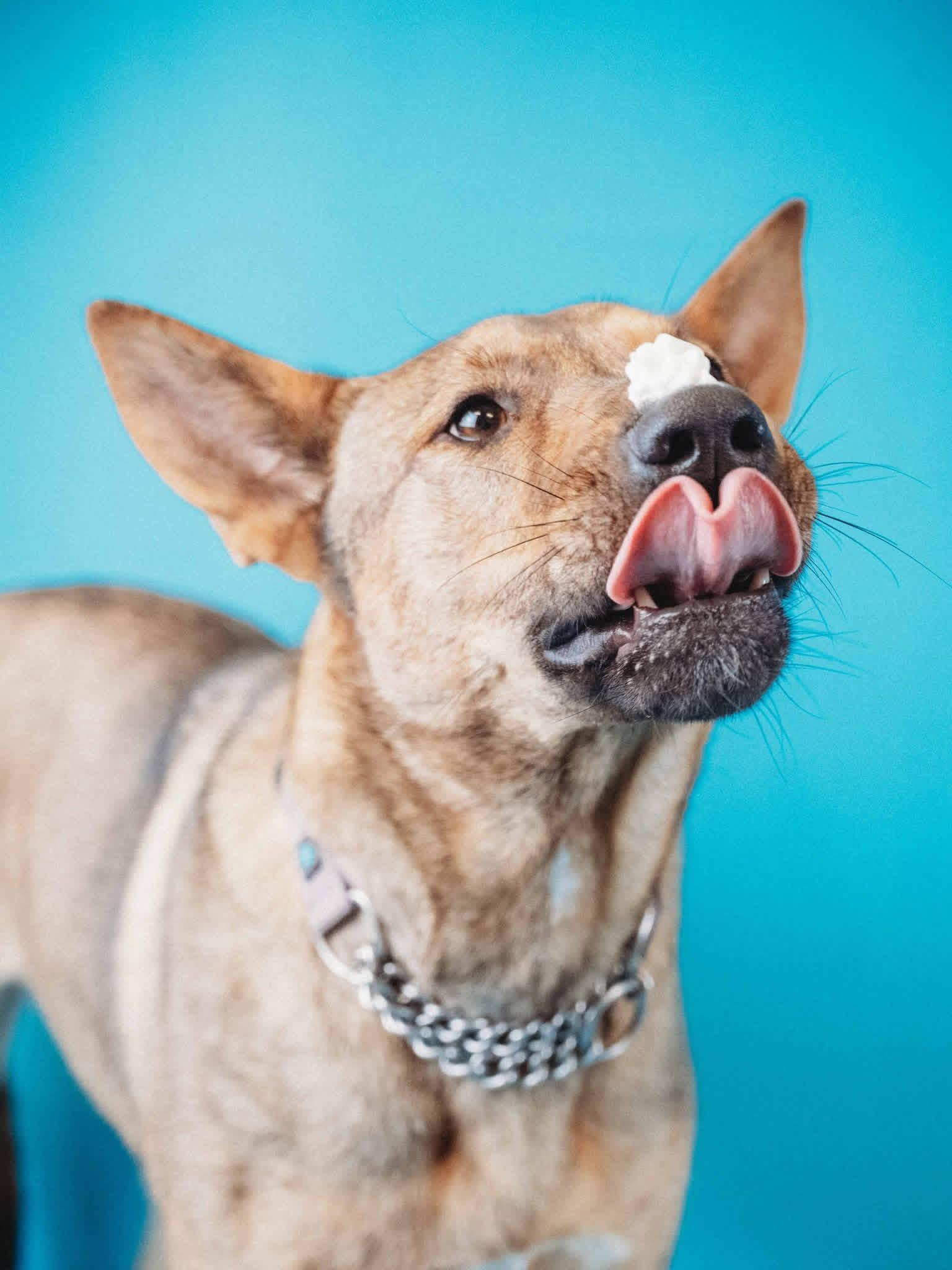 Dingo, a Adoptable German Shepherd Dog in Ashland, KY image 3/5