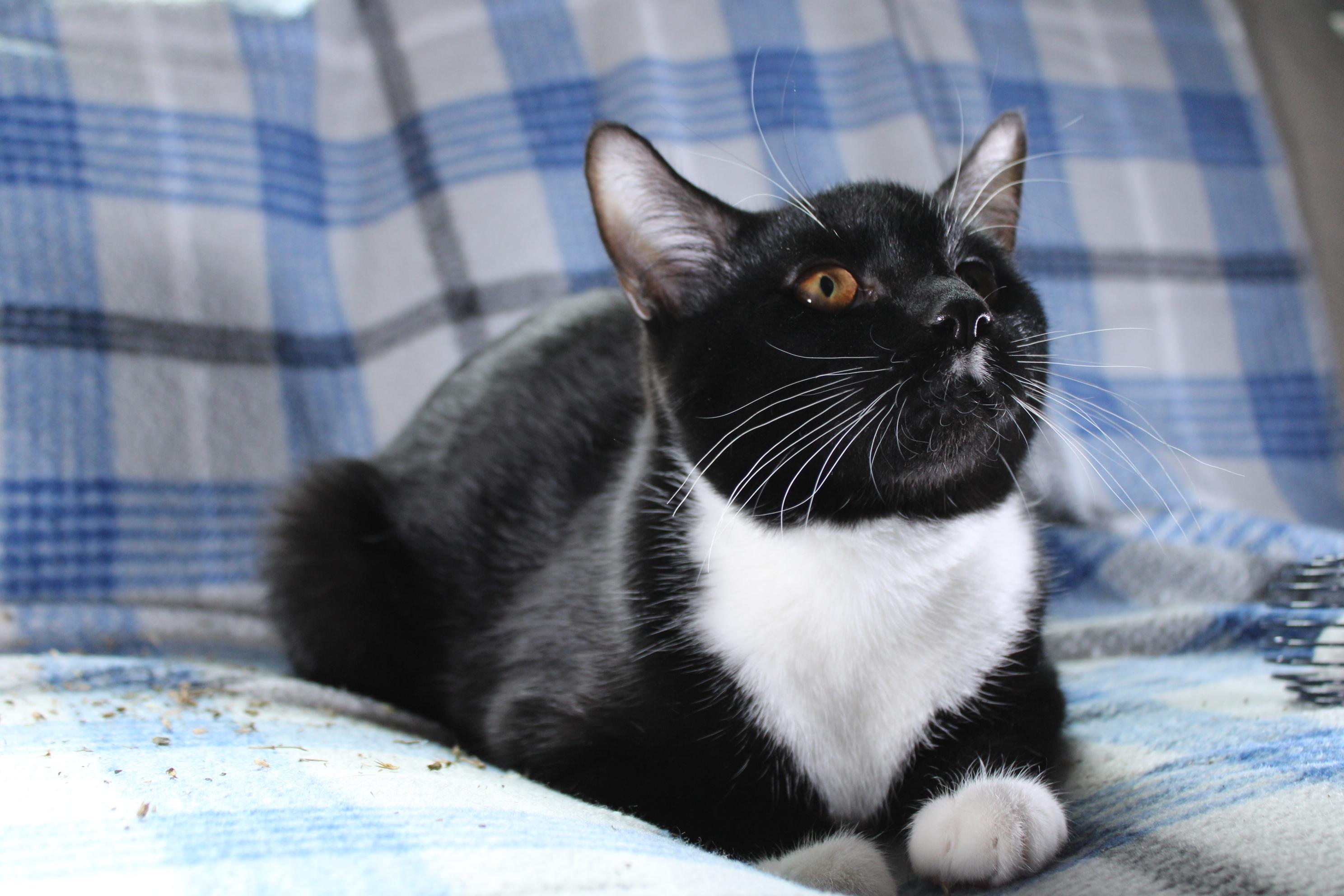 Andy, a Adoptable Domestic Short Hair in Union Gap, WA image 2/4