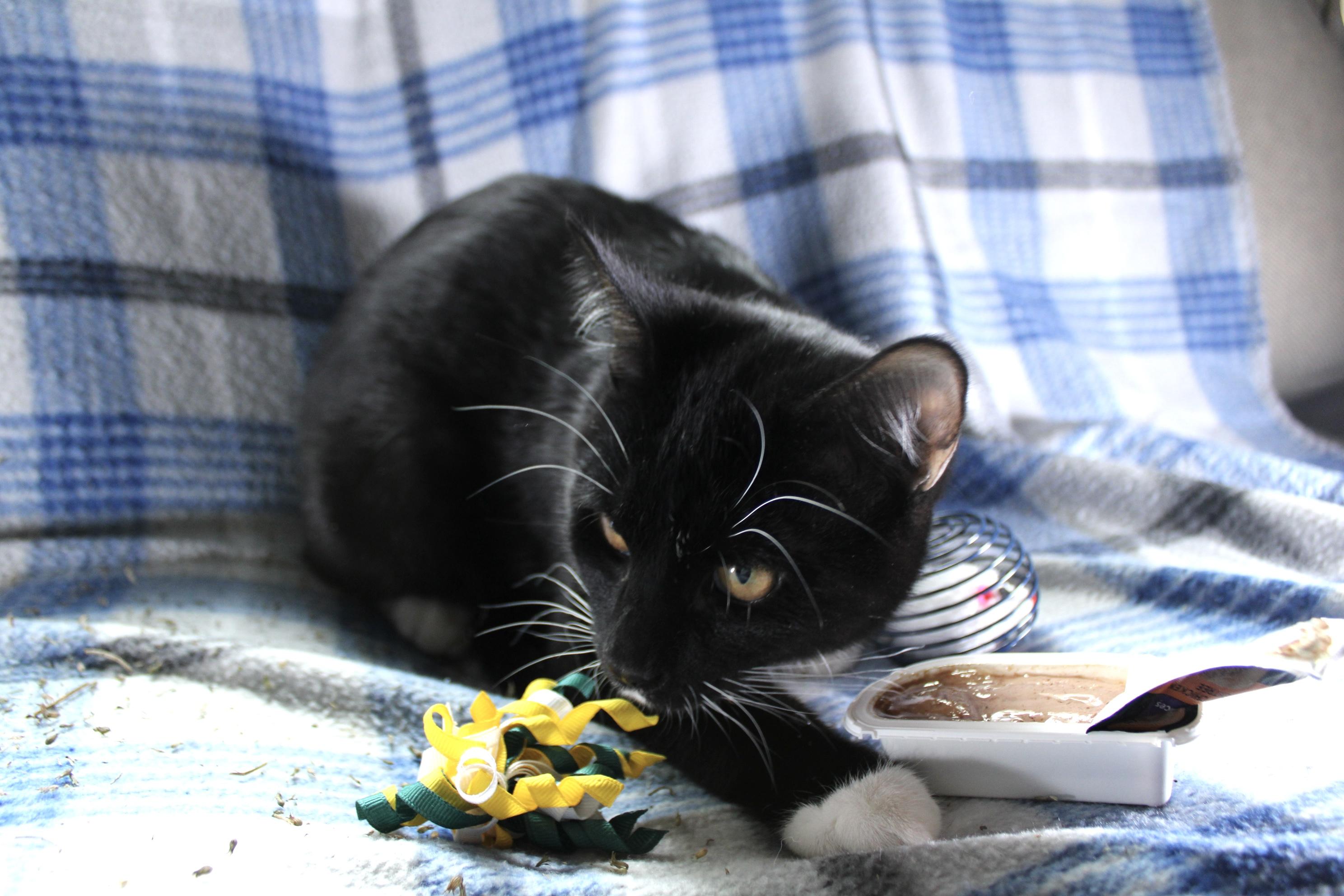 Andy, a Adoptable Domestic Short Hair in Union Gap, WA image 4/4