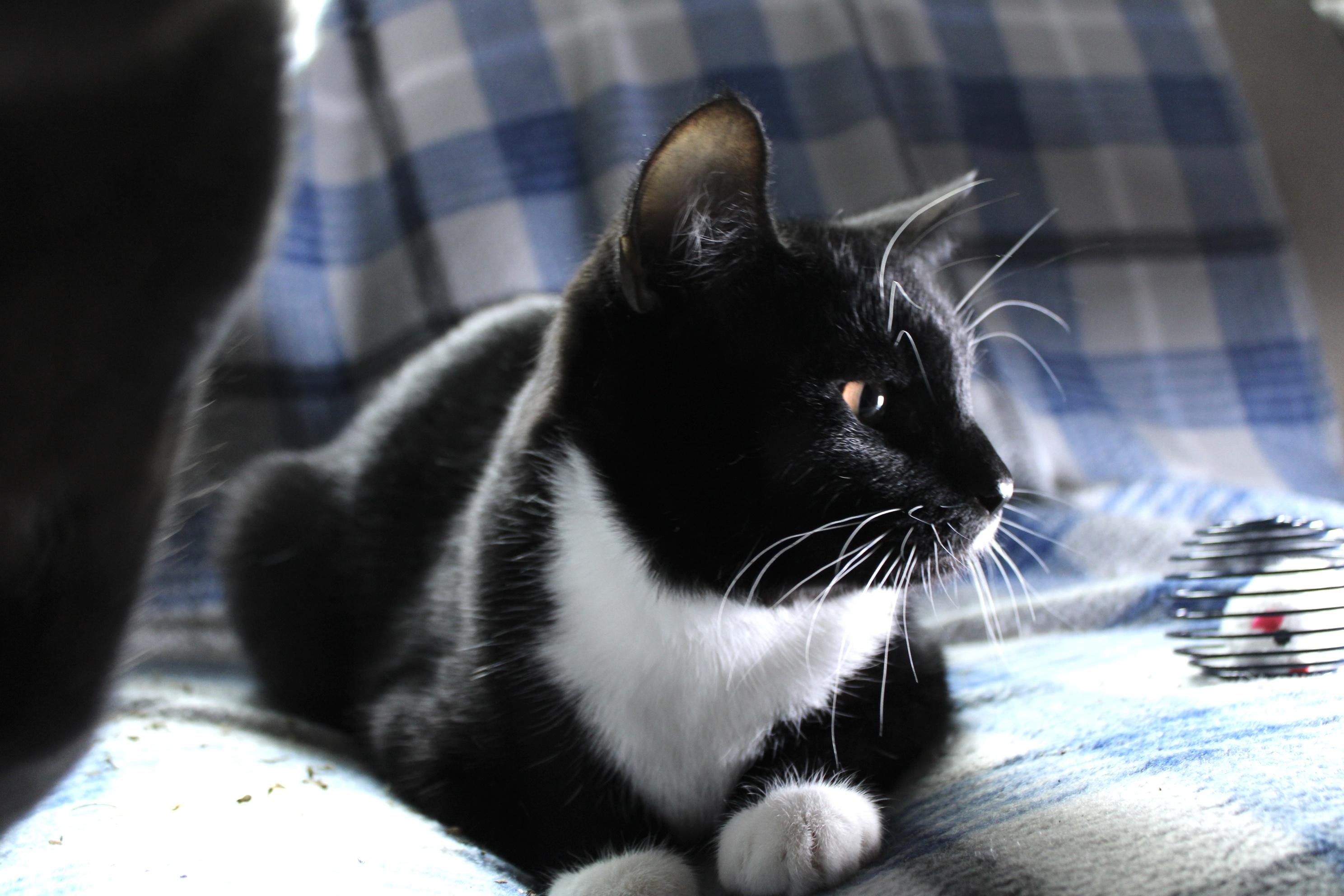 Andy, a Adoptable Domestic Short Hair in Union Gap, WA image 3/4