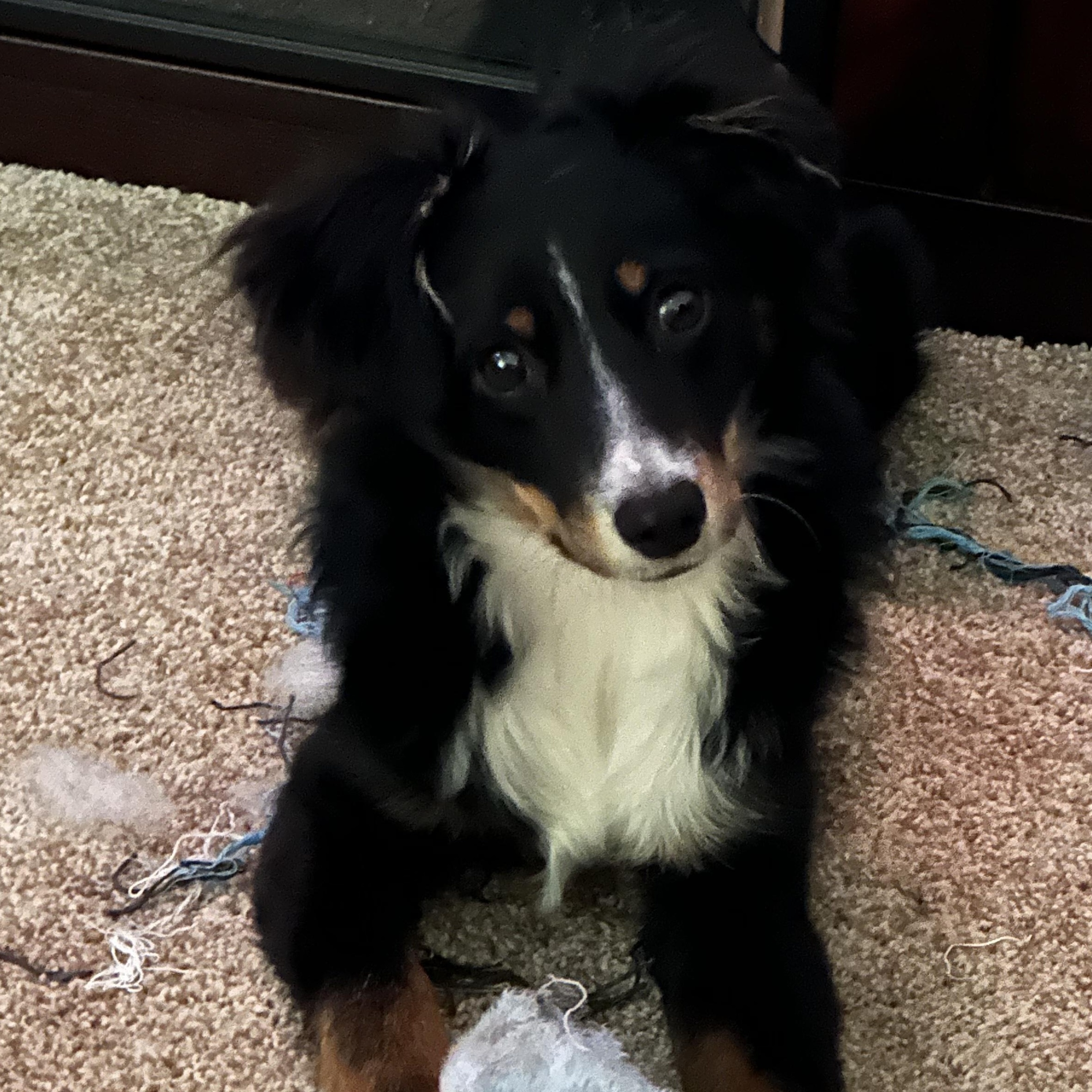 Enlarge Sugar Bear, a ADOPTABLE Australian Shepherd in Richmond, VA image 1/6