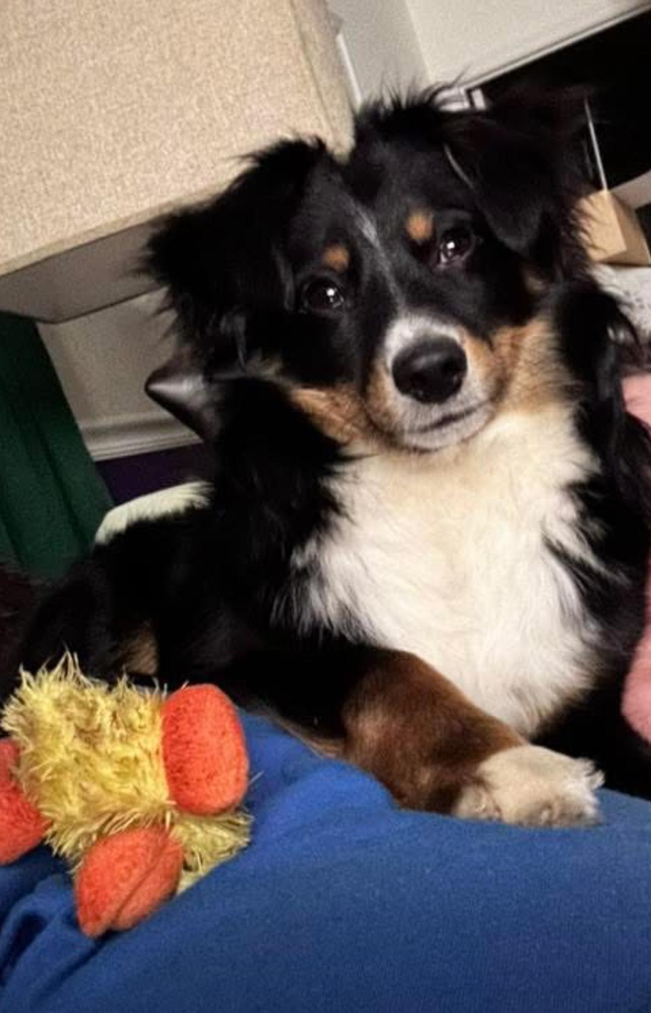 Enlarge Sugar Bear, a ADOPTABLE Australian Shepherd in Richmond, VA image 5/6