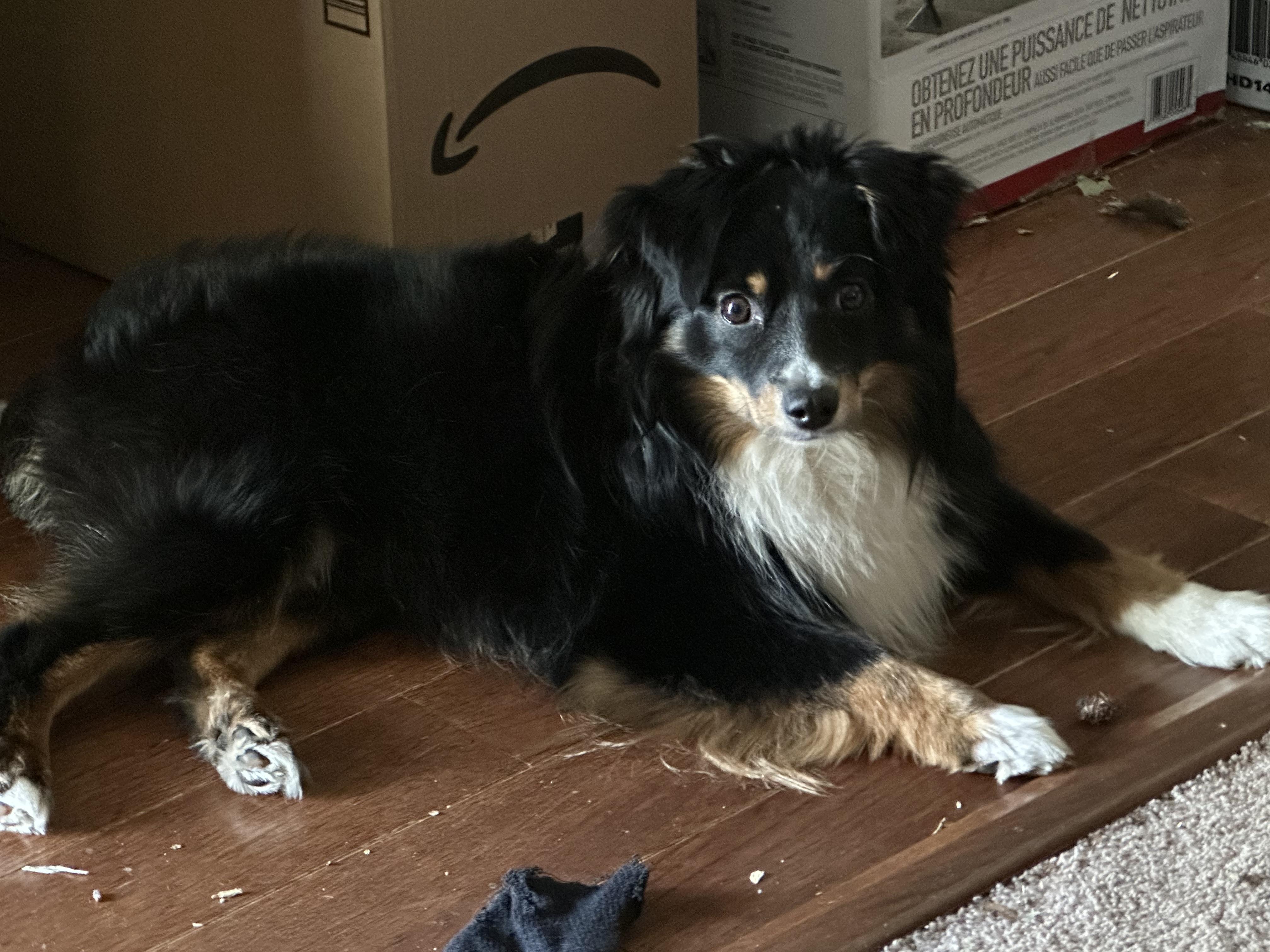 Enlarge Sugar Bear, a ADOPTABLE Australian Shepherd in Richmond, VA image 4/6