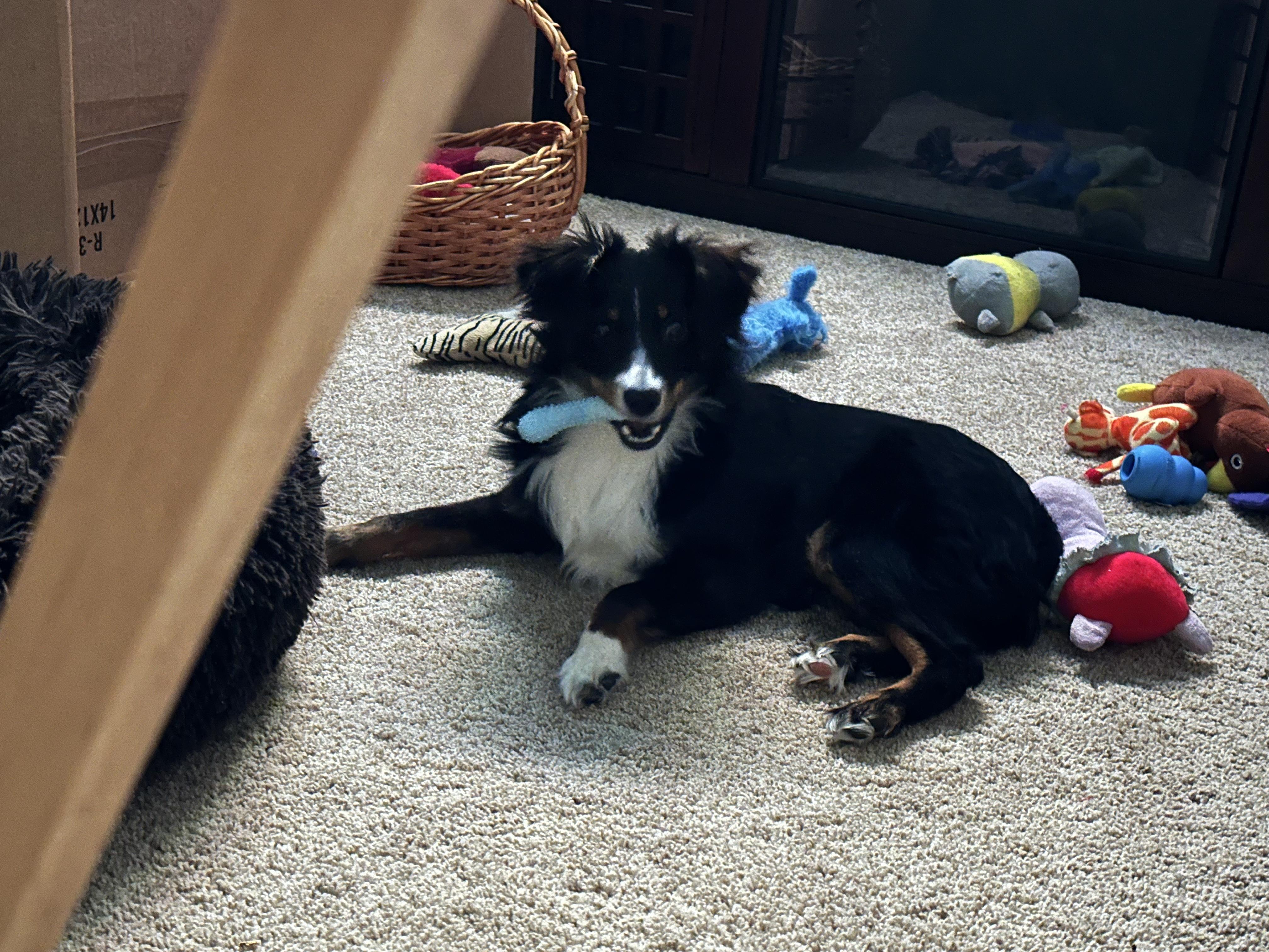Enlarge Sugar Bear, a ADOPTABLE Australian Shepherd in Richmond, VA image 2/6