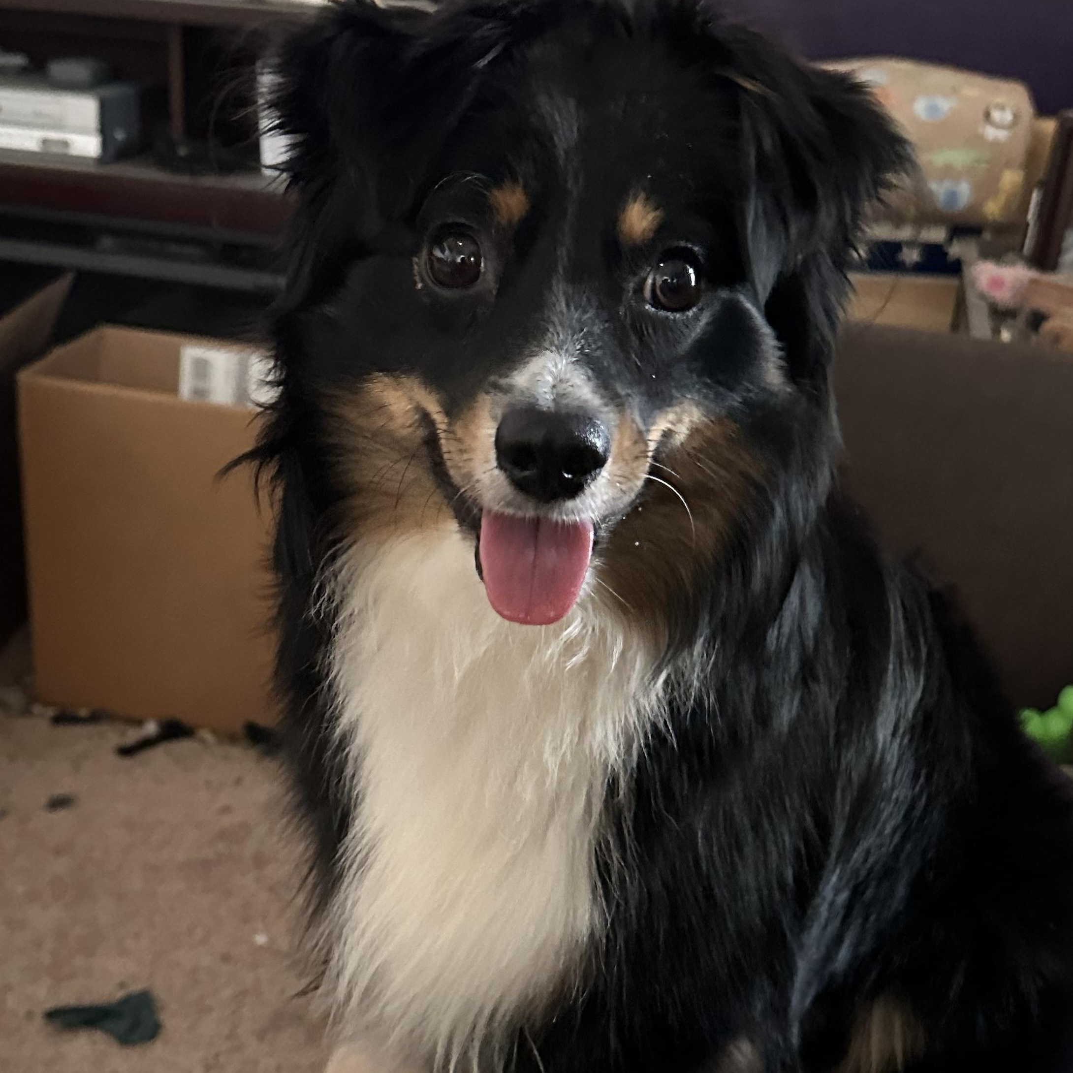 Enlarge Sugar Bear, a ADOPTABLE Australian Shepherd in Richmond, VA image 3/6