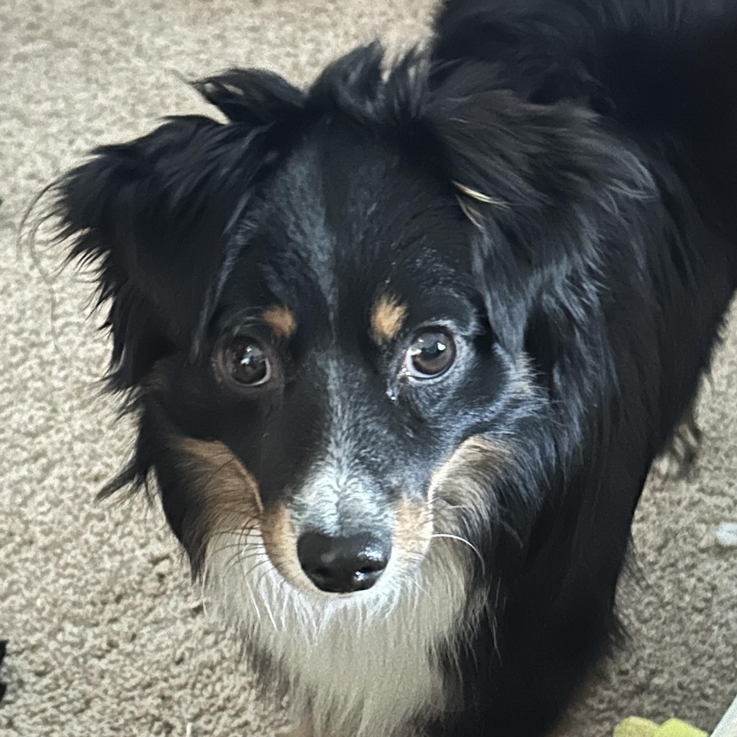 Enlarge Sugar Bear, a ADOPTABLE Australian Shepherd in Richmond, VA image 6/6
