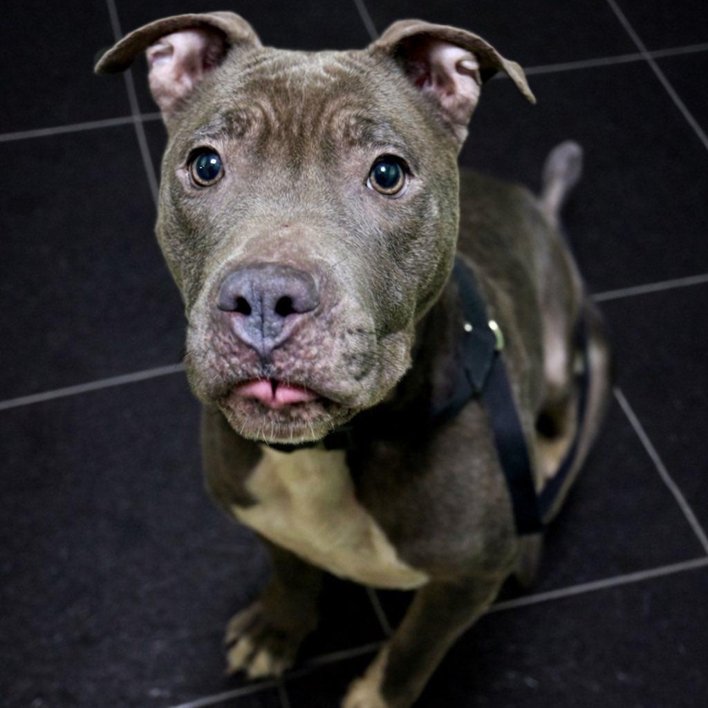 Enlarge Ahsoka, a ADOPTABLE mixed breed in Battle Creek, MI image 1/1