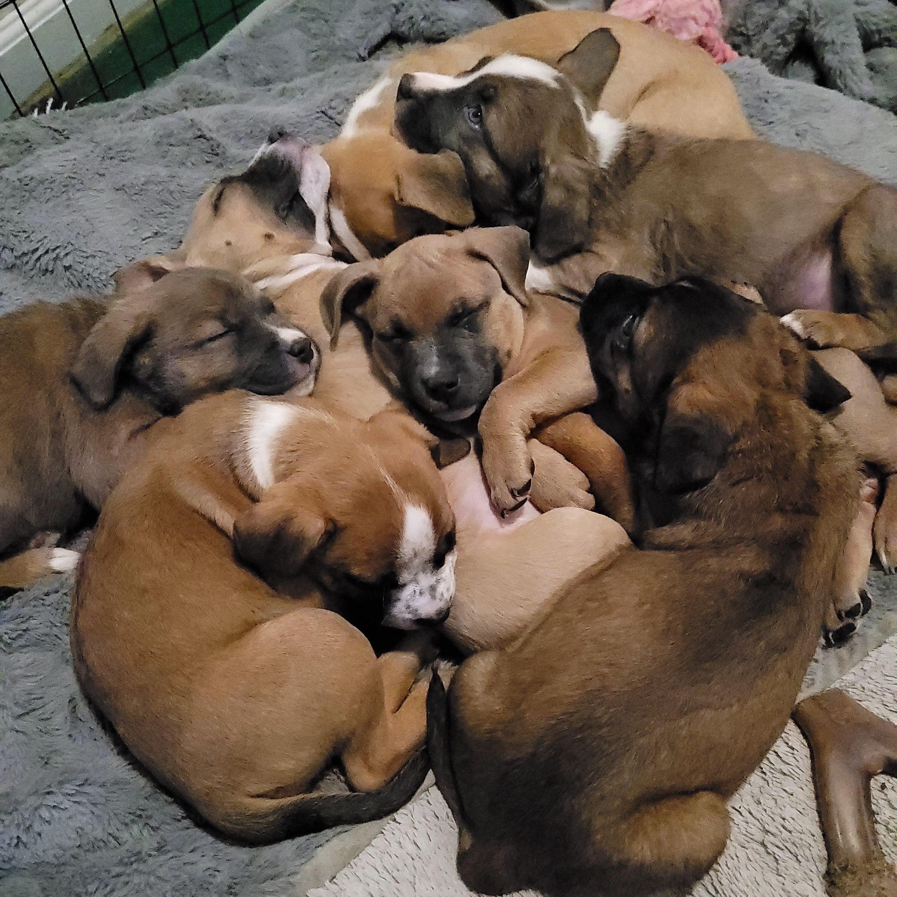 Enlarge Judith, an adopted mixed breed in Sequim, WA image 3/3