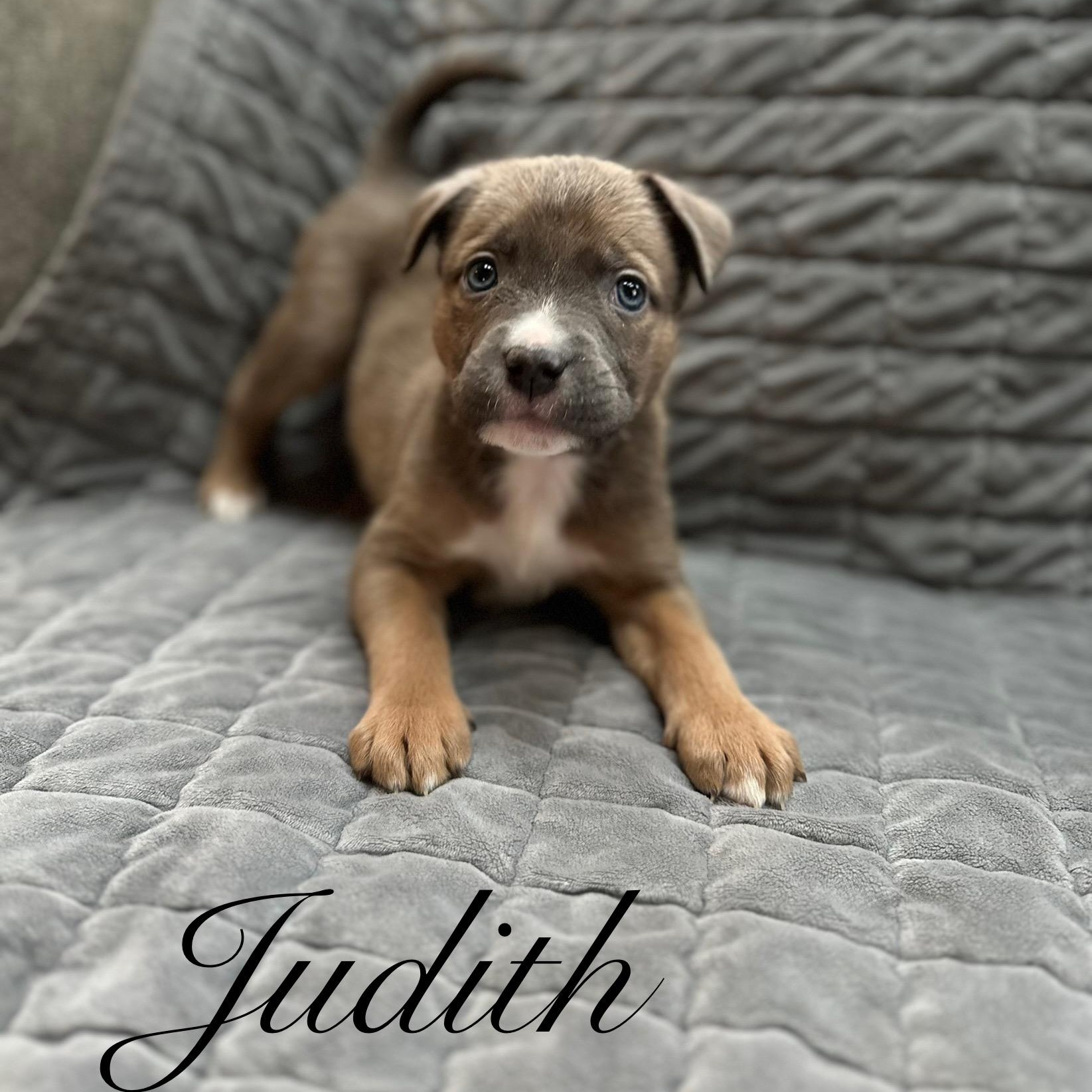 Enlarge Judith, an adopted mixed breed in Sequim, WA image 2/3