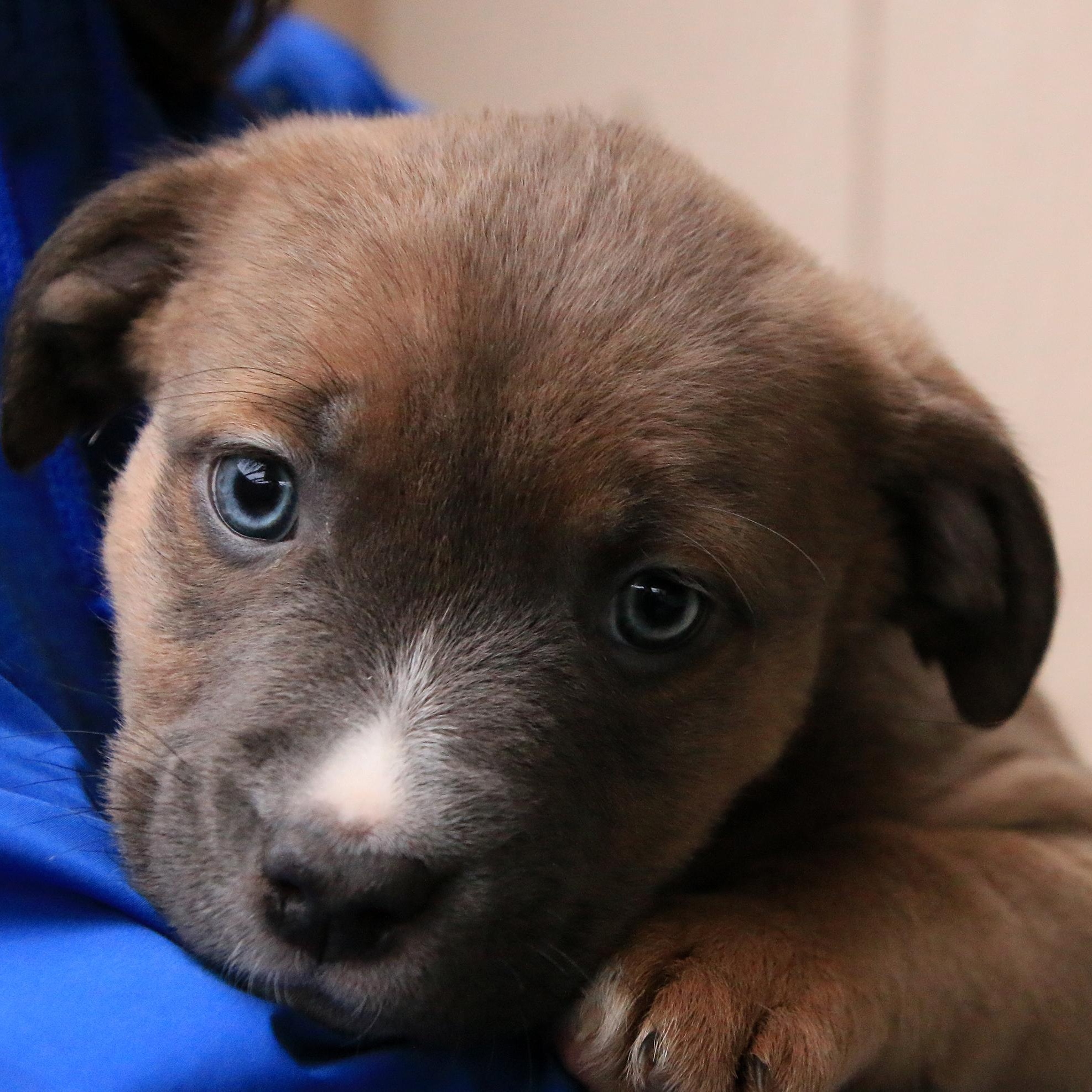 Judith, adopted, Puppy Female Pit Bull Terrier.