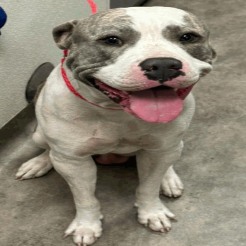 Santana, Adoptable, Adult Male Pit Bull Terrier.