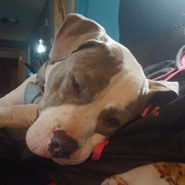Enlarge Santana, a Adoptable Pit Bull Terrier in Rogersville, MO image 2/6