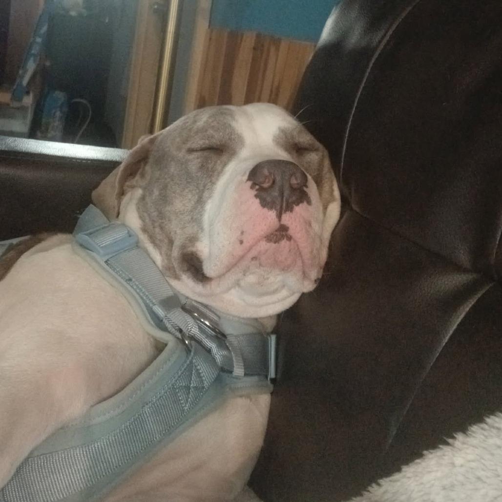 Enlarge Santana, a Adoptable Pit Bull Terrier in Rogersville, MO image 3/6