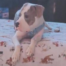 Enlarge Santana, a Adoptable Pit Bull Terrier in Rogersville, MO image 4/6