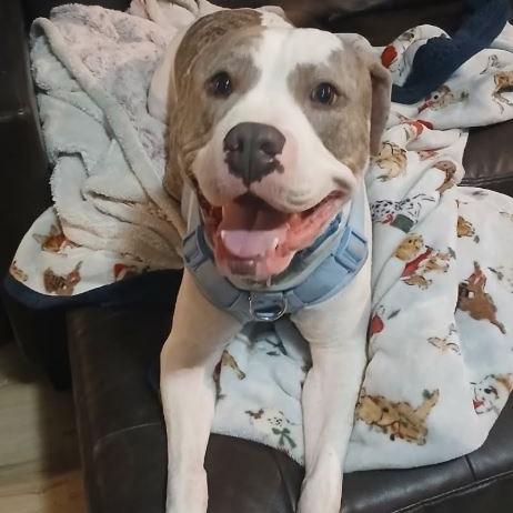 Enlarge Santana, a Adoptable Pit Bull Terrier in Rogersville, MO image 5/6