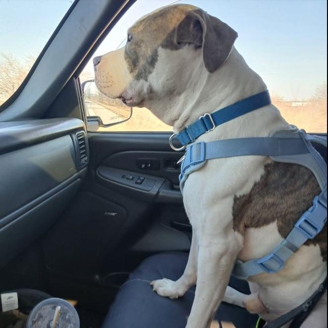 Enlarge Santana, a Adoptable Pit Bull Terrier in Rogersville, MO image 6/6