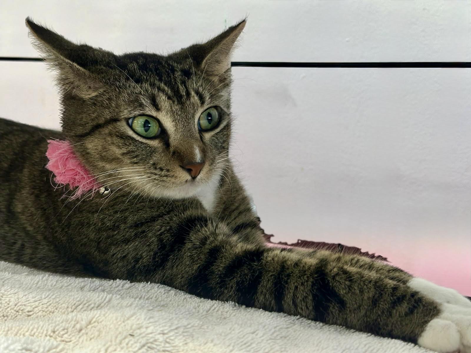 Enlarge Precious (Jewel), a Adoptable Domestic Short Hair in Houston, TX image 5/6