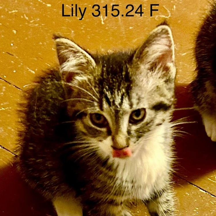 Cat for adoption Foster Lily, a Domestic Short Hair & Tiger Mix in Batavia, NY Petfinder