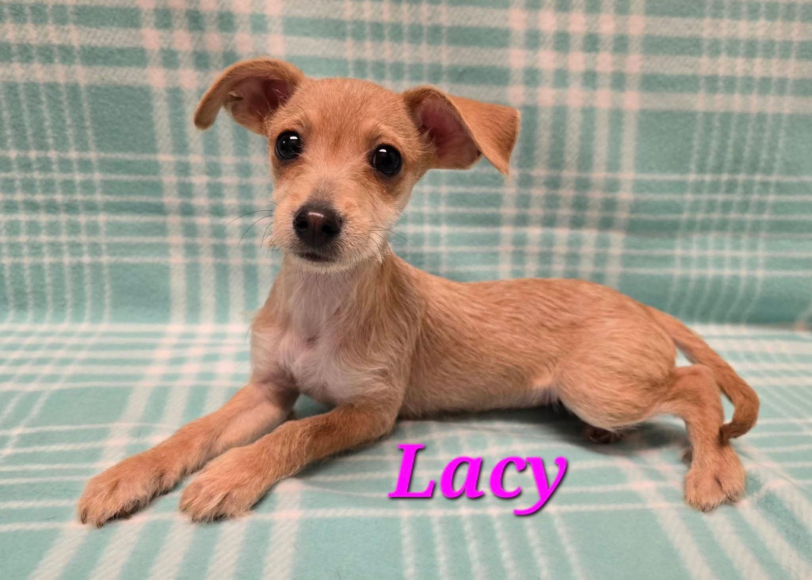 Enlarge Lacy, a Adoptable mixed breed in Modesto, CA image 1/1