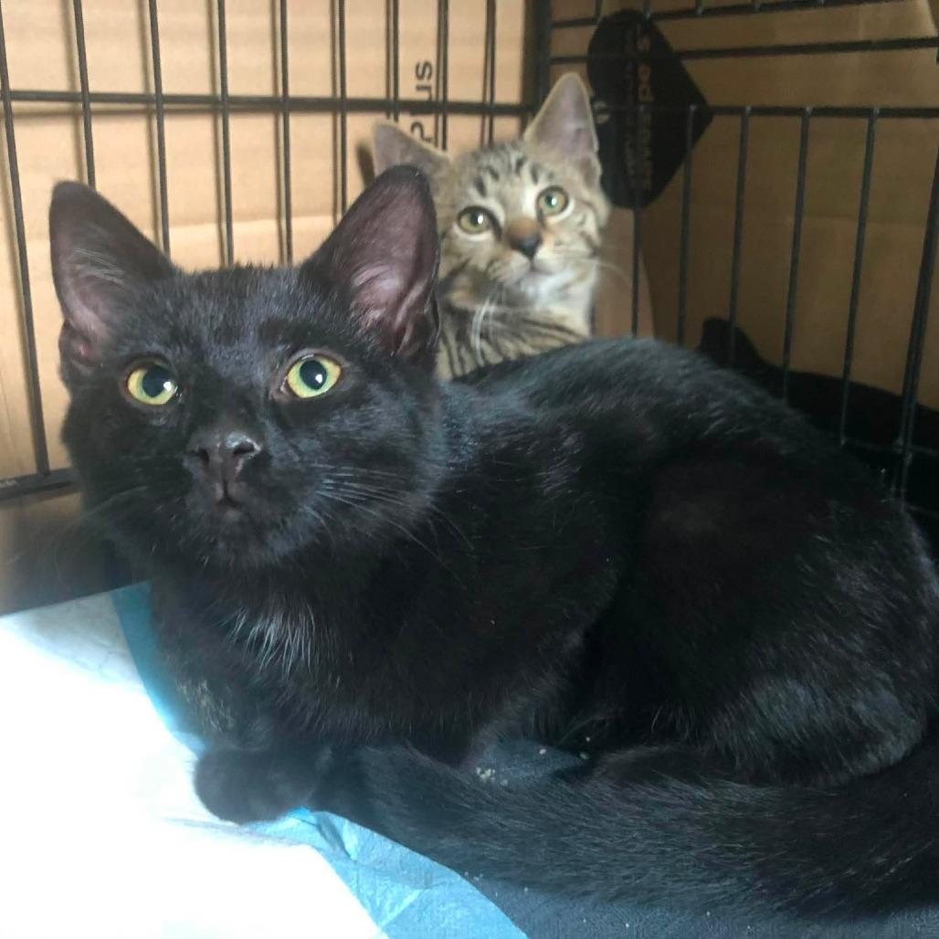 Summit, Adoptable, Kitten Female Domestic Short Hair.