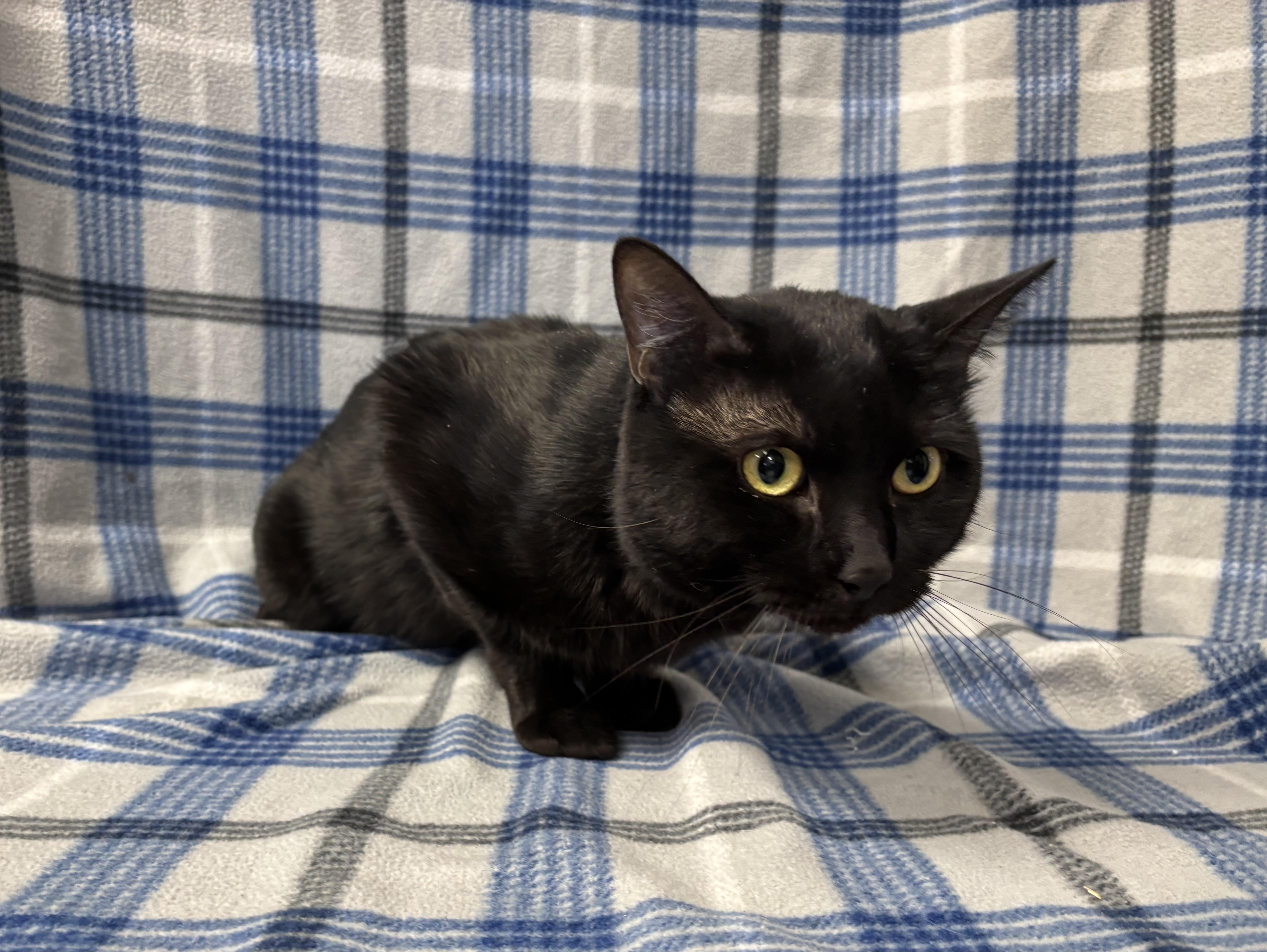 Enlarge Juno, a Adoptable Domestic Short Hair in Torrington, WY image 3/3