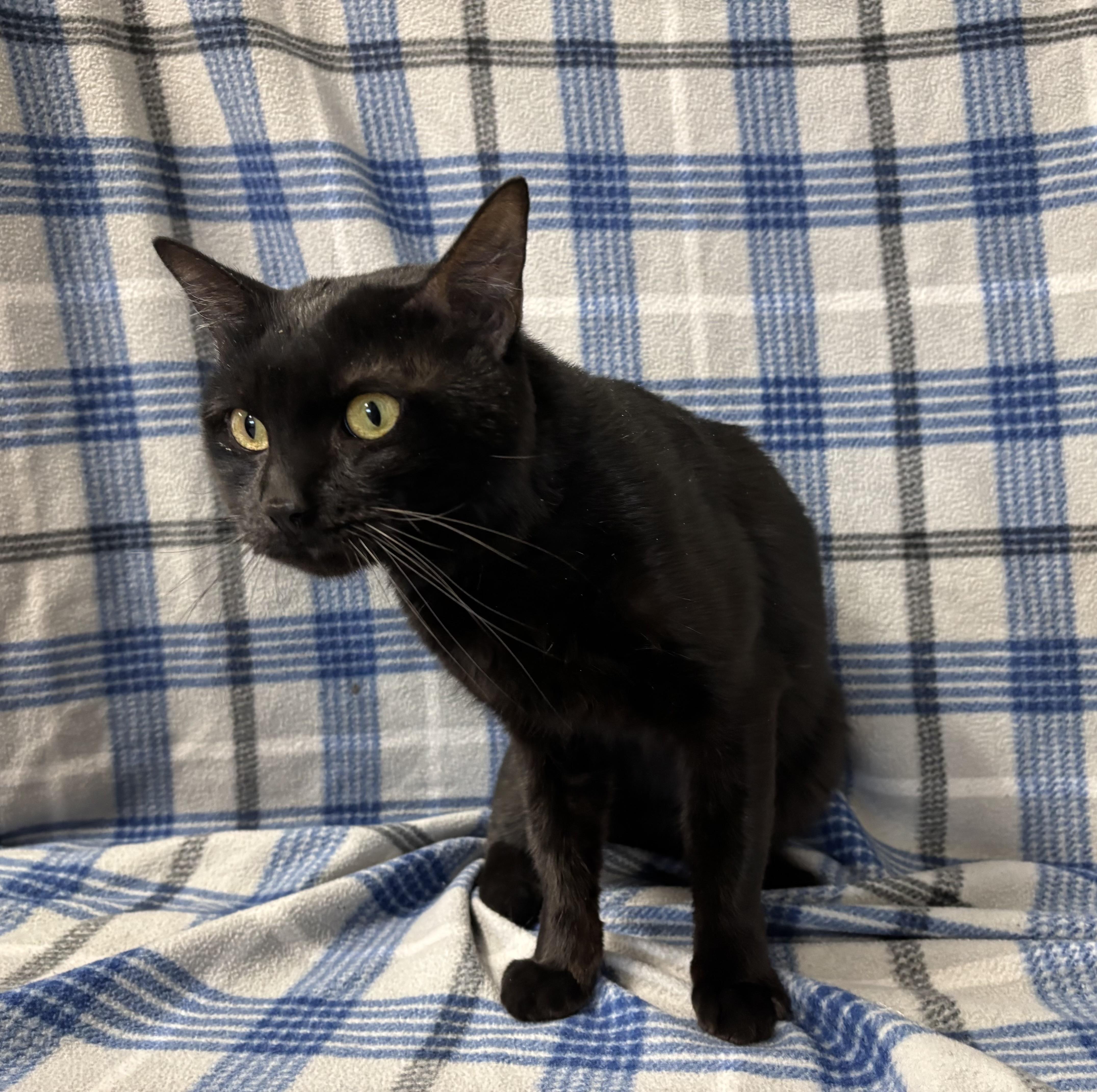 Juno, Adoptable, Adult Male Domestic Short Hair.