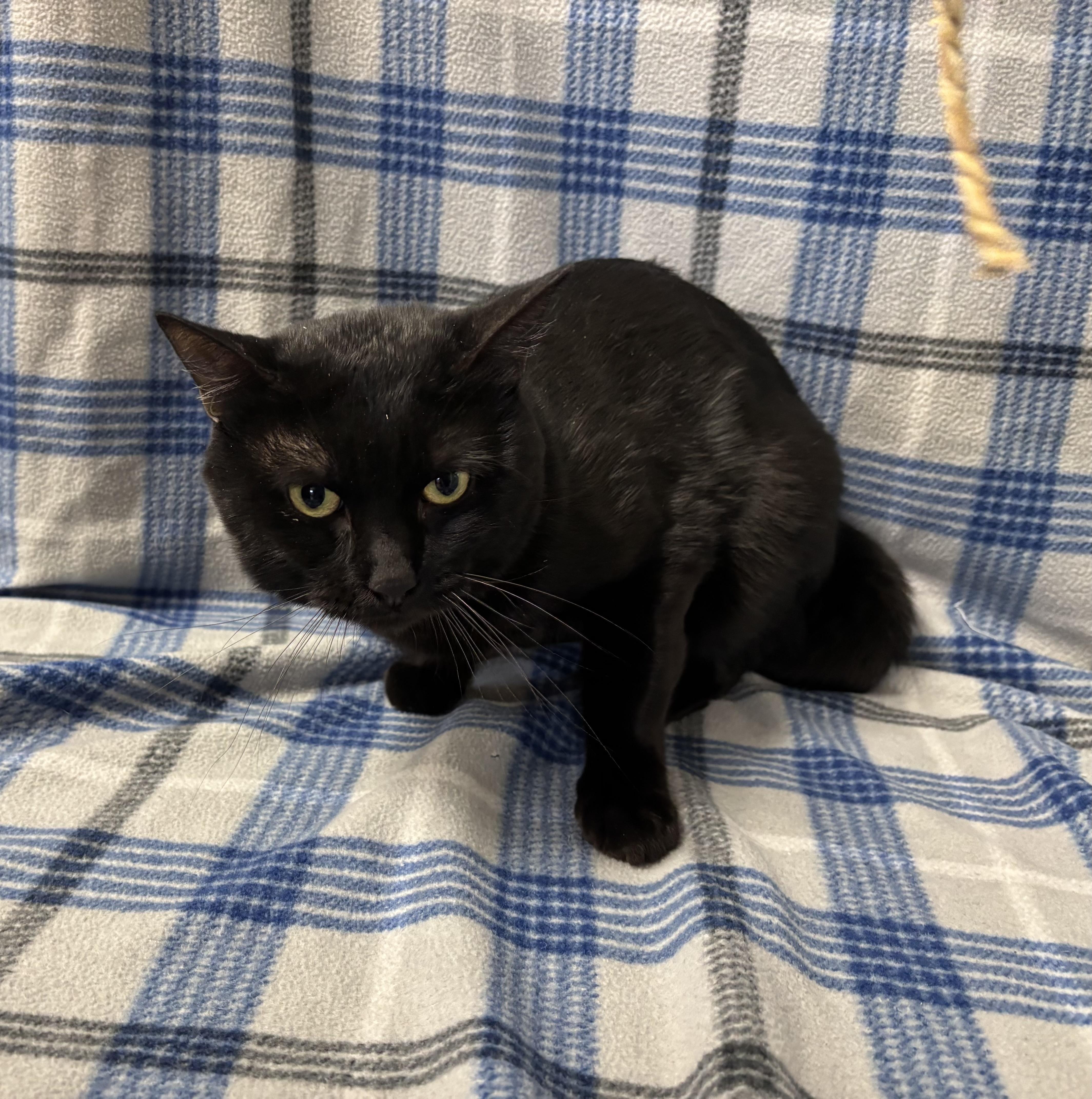 Enlarge Juno, a Adoptable Domestic Short Hair in Torrington, WY image 2/3