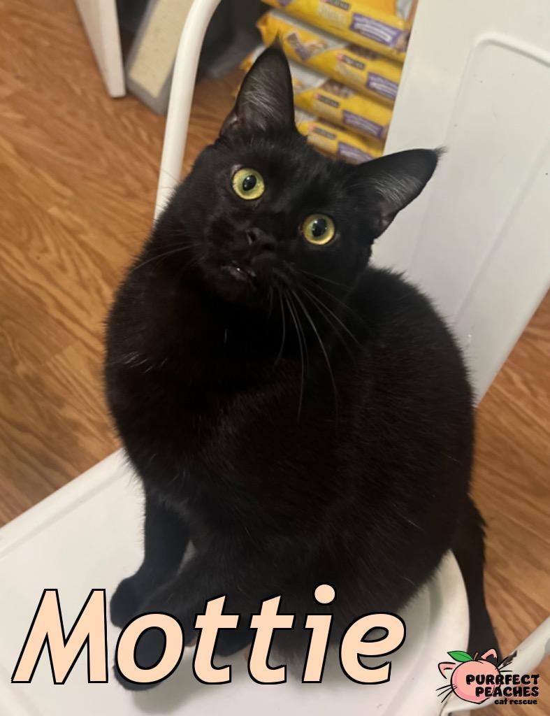 Mottie, a Adoptable Bombay in Douglasville, GA image 1/6