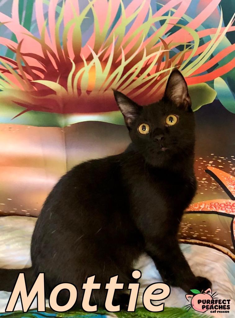 Mottie, a Adoptable Bombay in Douglasville, GA image 1/2