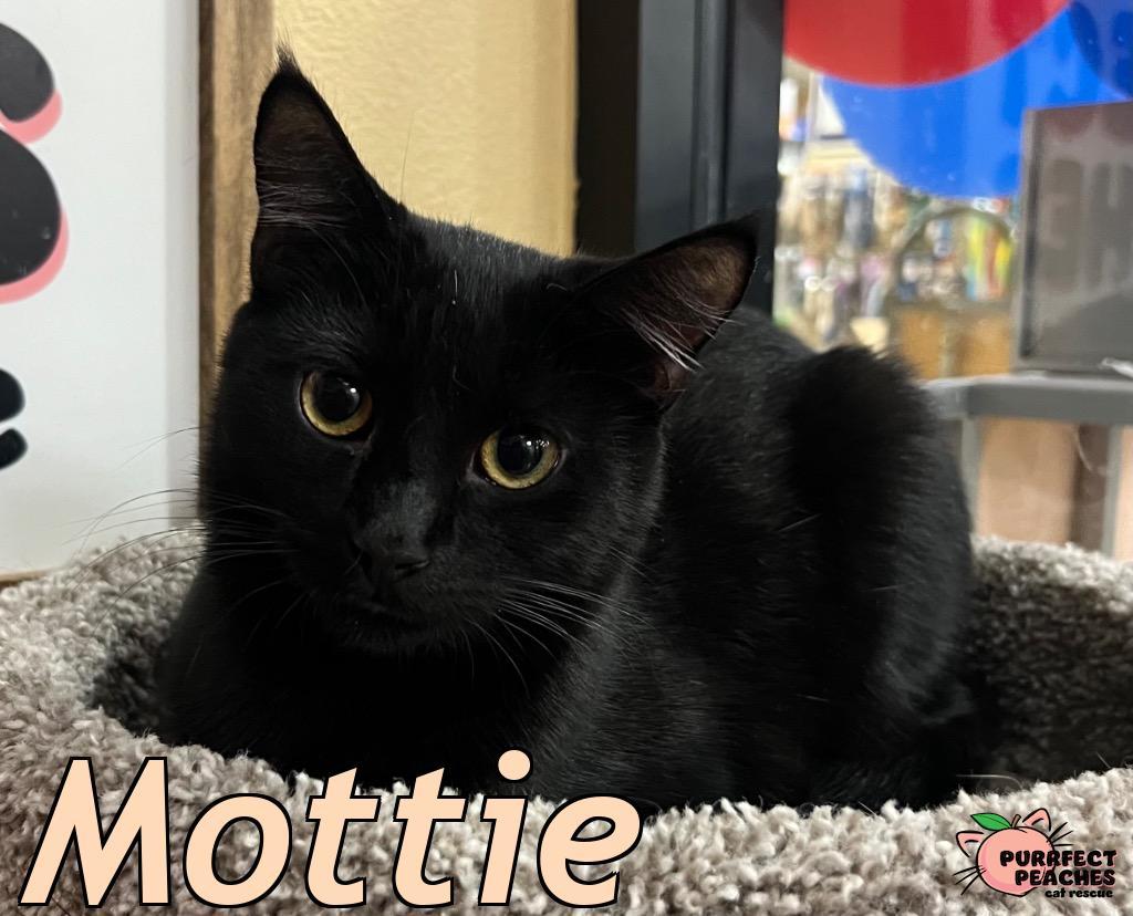 Mottie, a Adoptable Bombay in Douglasville, GA image 2/2