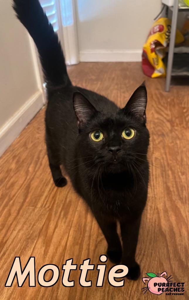Enlarge Mottie, a Adoptable Bombay in Douglasville, GA image 3/3