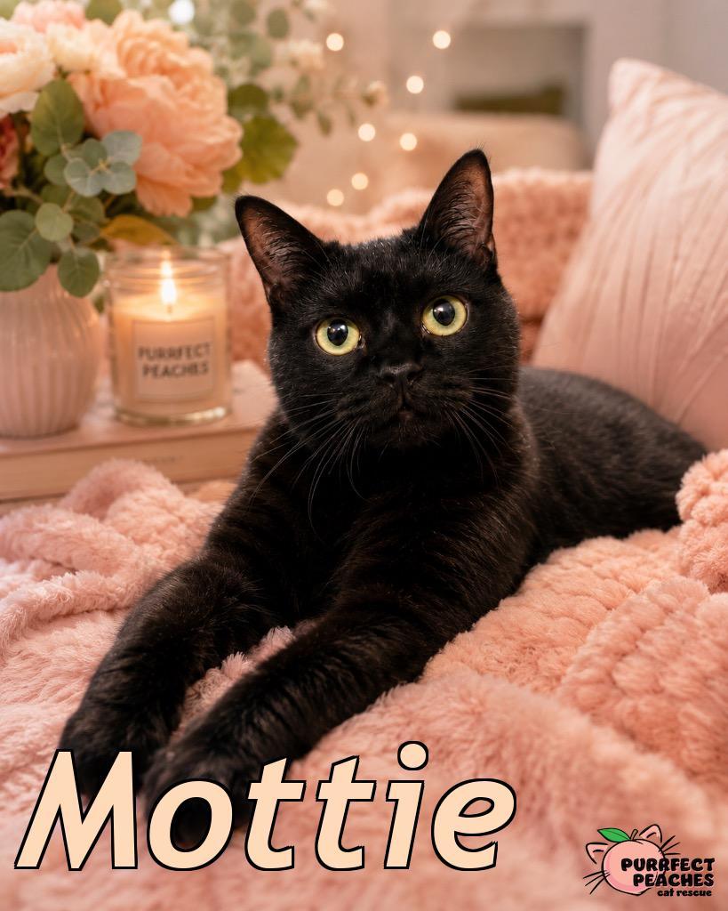 Mottie, a Adoptable Bombay in Douglasville, GA image 6/6