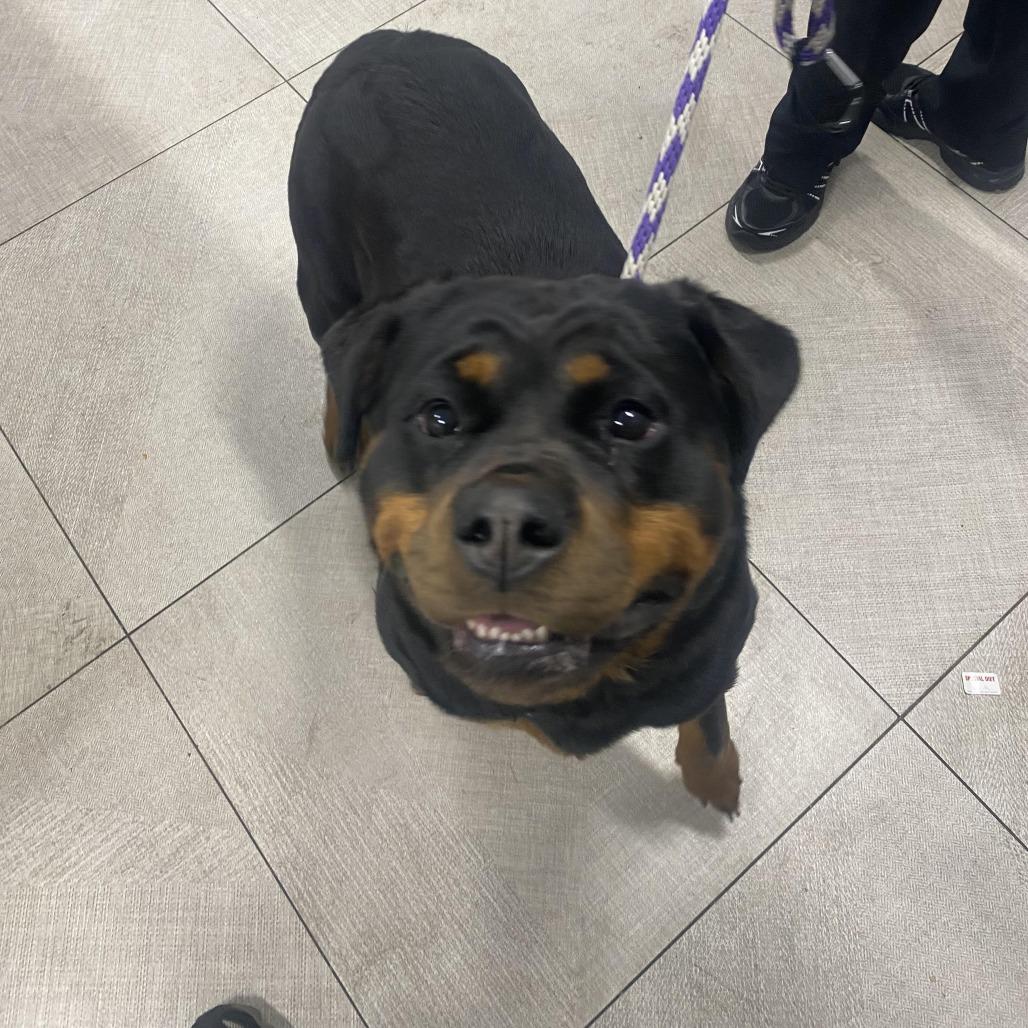 Macy, Adoptable, Adult Female Rottweiler.