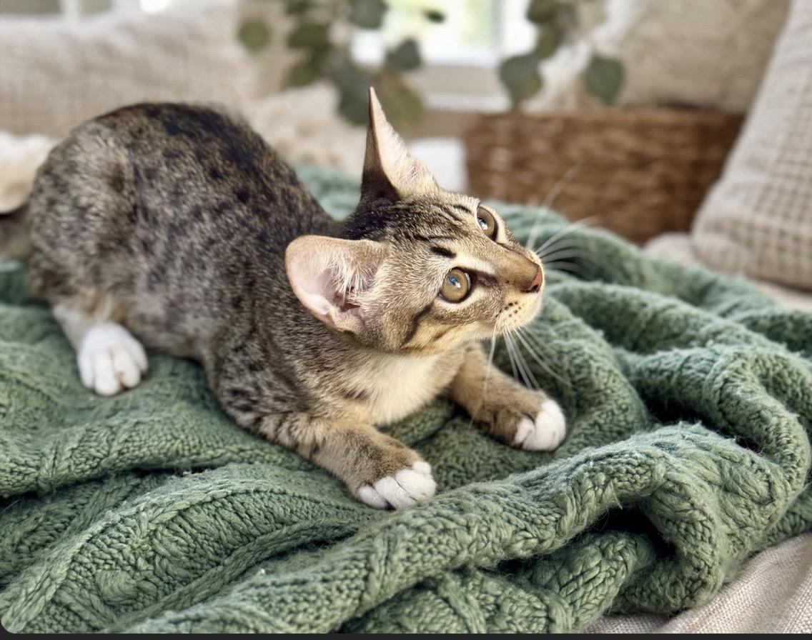 The Little Tramp, an adopted mixed breed in Worcester, MA image 3/6