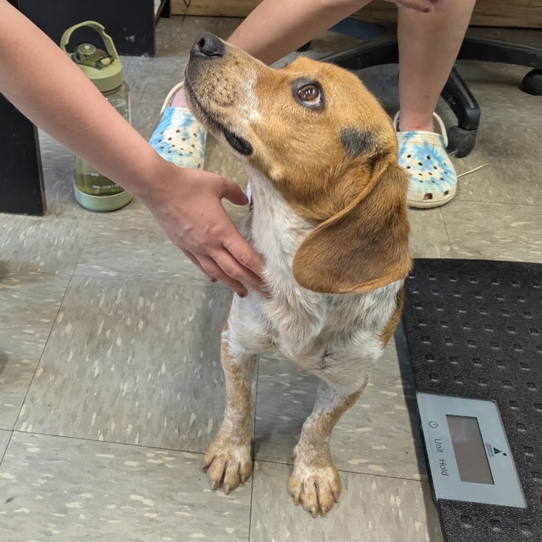 Enlarge Rambo, a ADOPTABLE Beagle in Stoughton, MA image 1/6