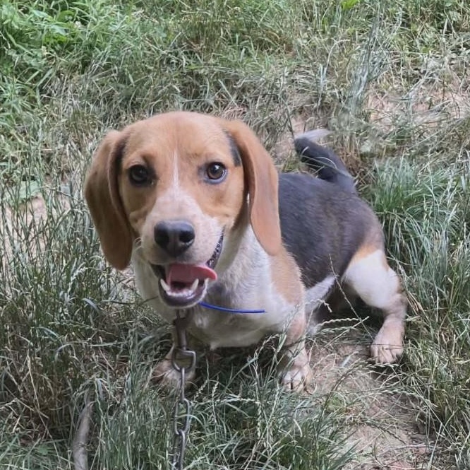 Enlarge Rambo, a ADOPTABLE Beagle in Stoughton, MA image 2/4