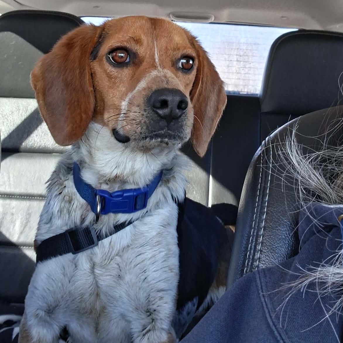 Rambo, ADOPTABLE, Young Male Beagle.