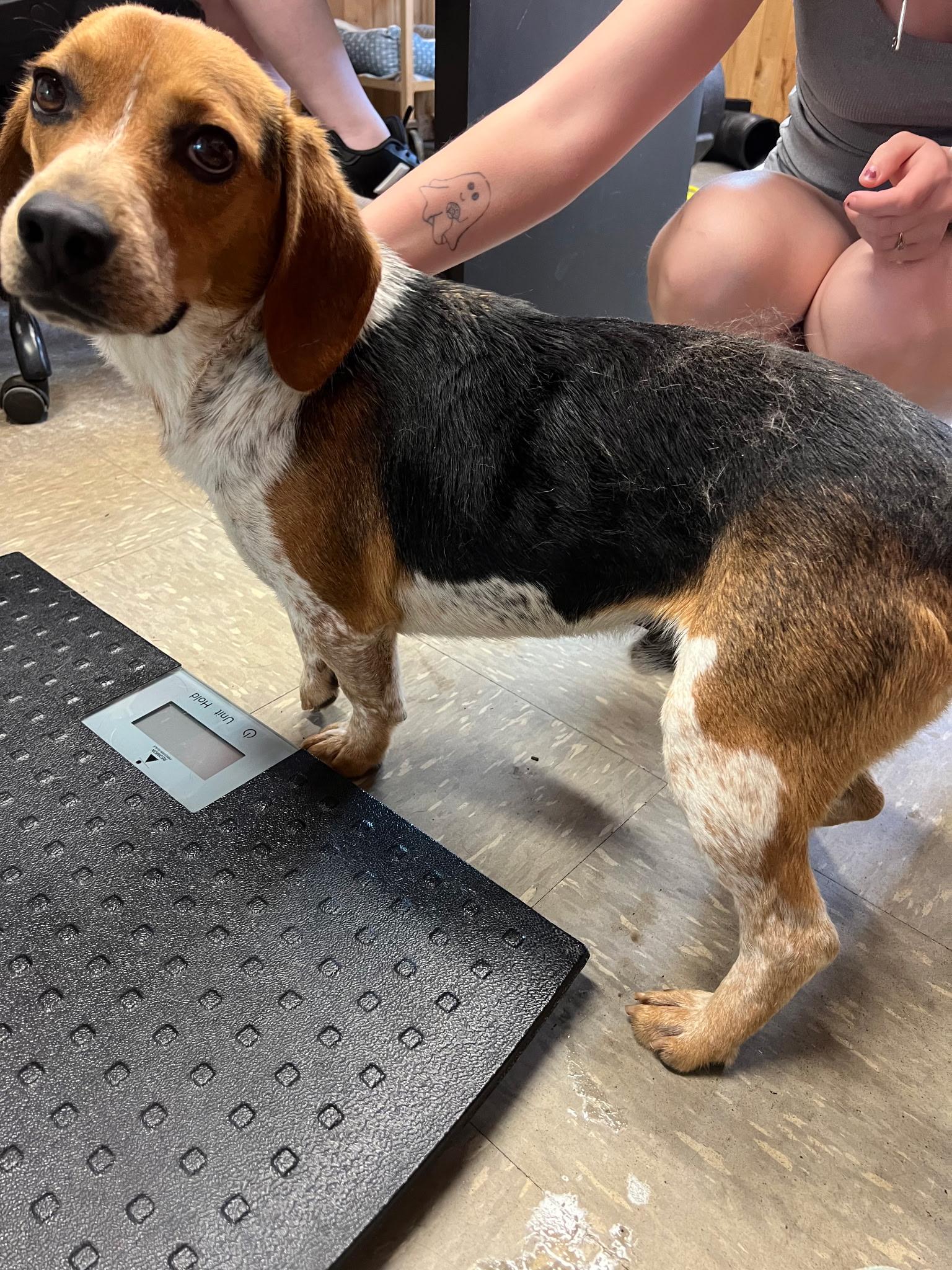 Enlarge Rambo, a ADOPTABLE Beagle in Stoughton, MA image 2/6