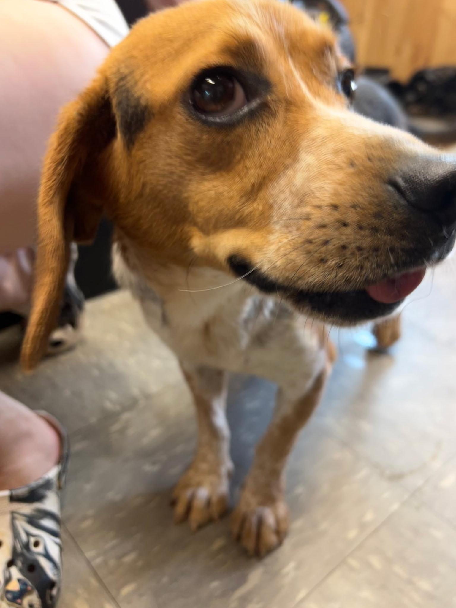 Enlarge Rambo, a ADOPTABLE Beagle in Stoughton, MA image 3/6