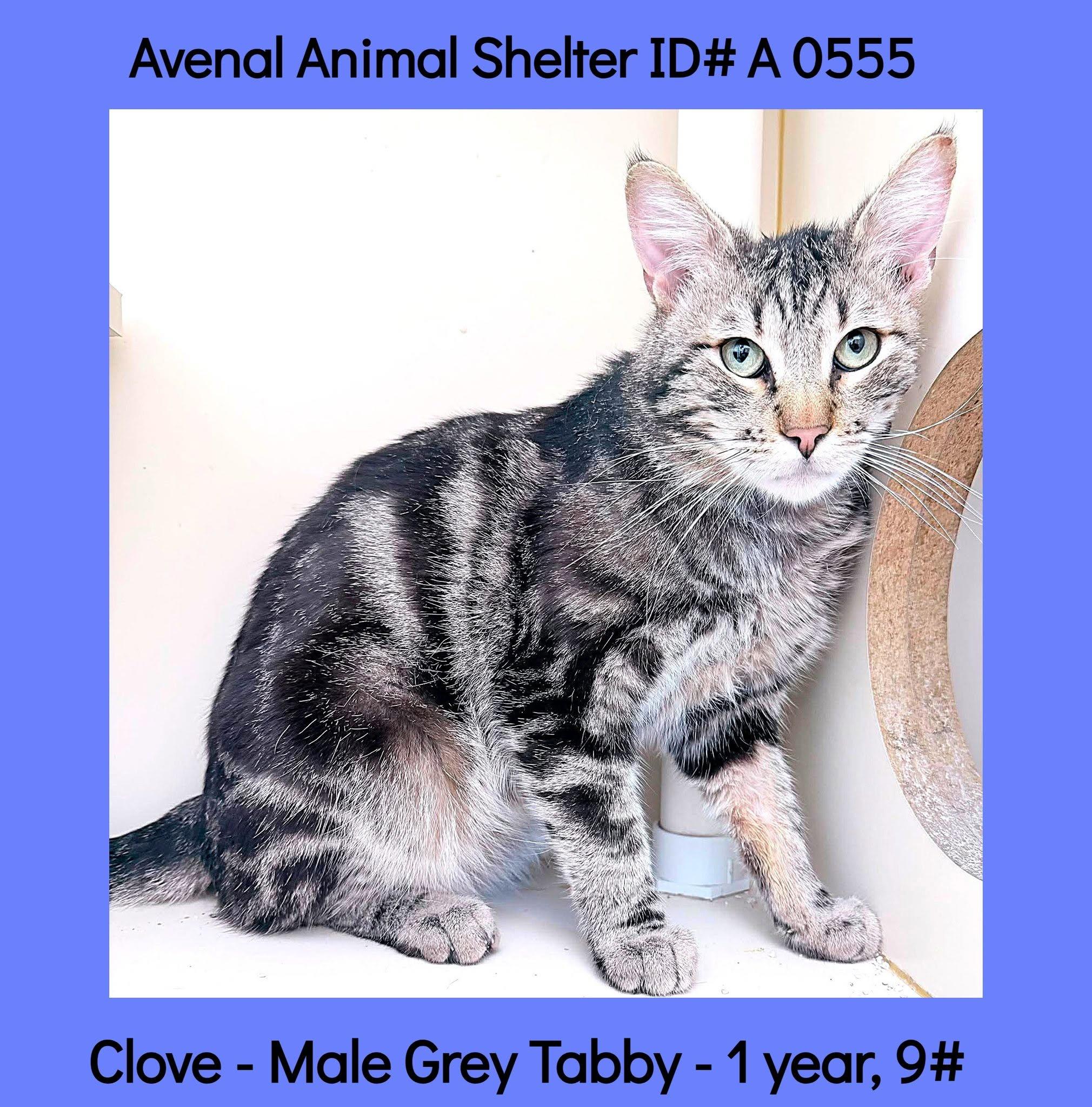 Clove, ADOPTABLE, Young Male Domestic Short Hair.