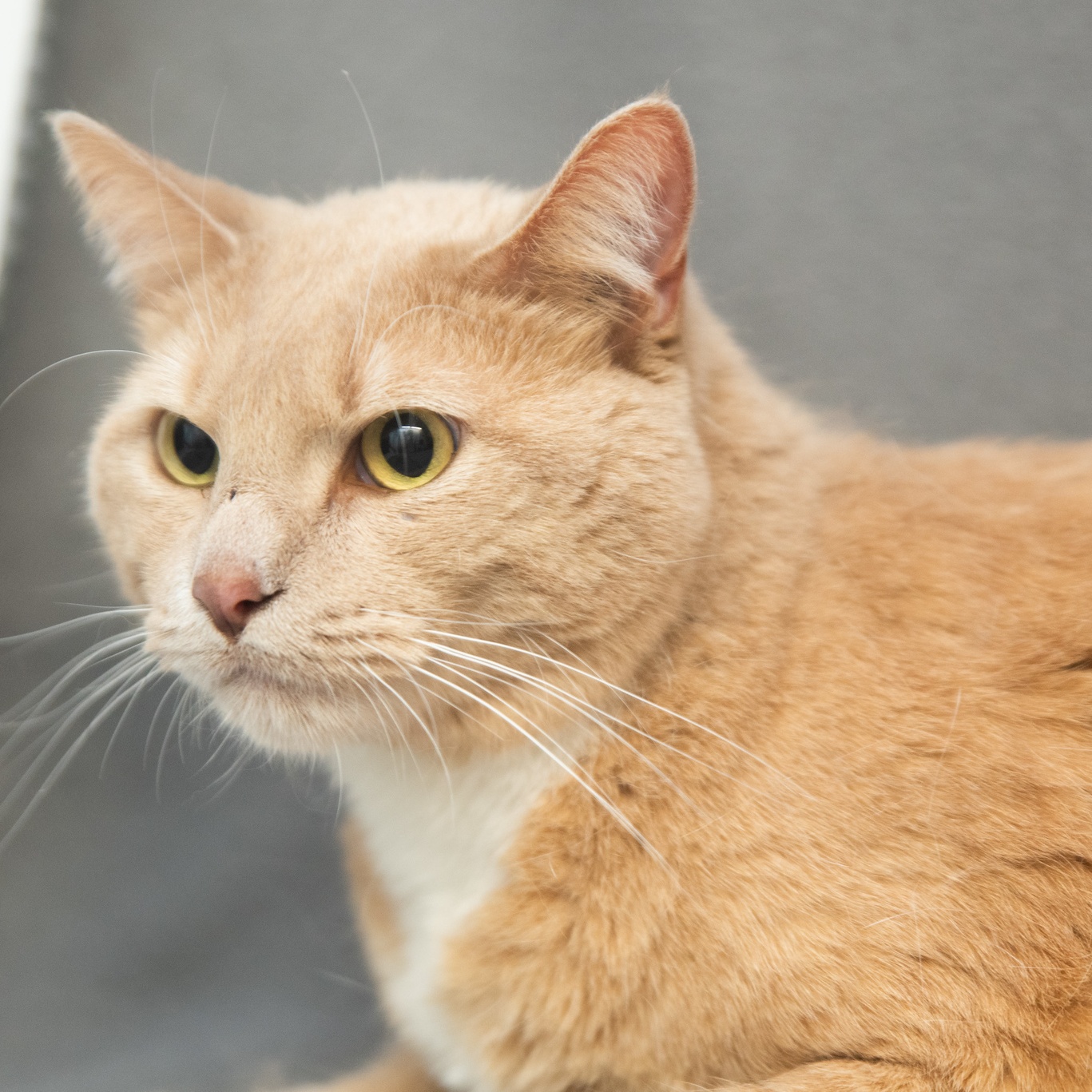 Enlarge Tony, a hold Tabby in Minneapolis, MN image 5/6