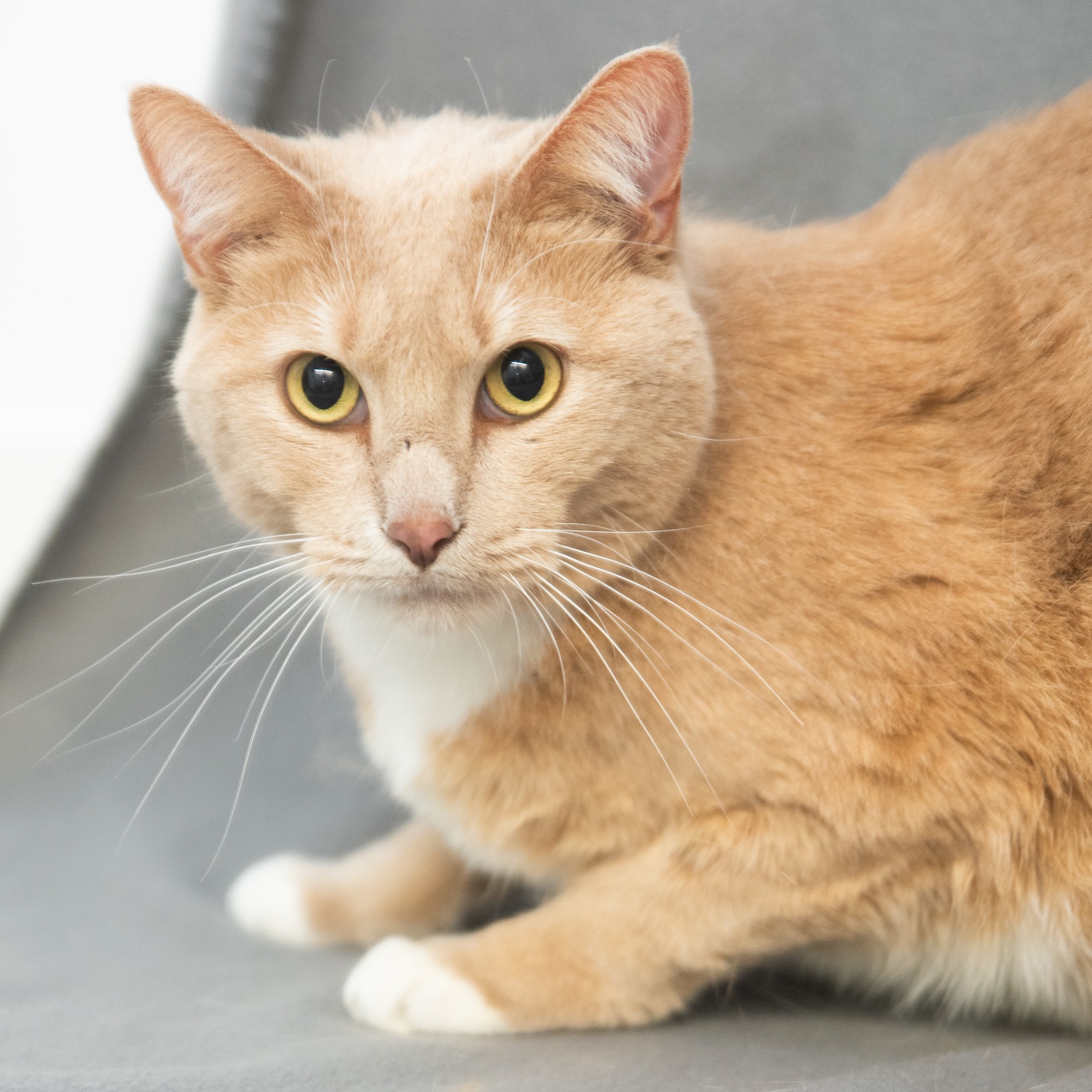 Enlarge Tony, a hold Tabby in Minneapolis, MN image 1/6